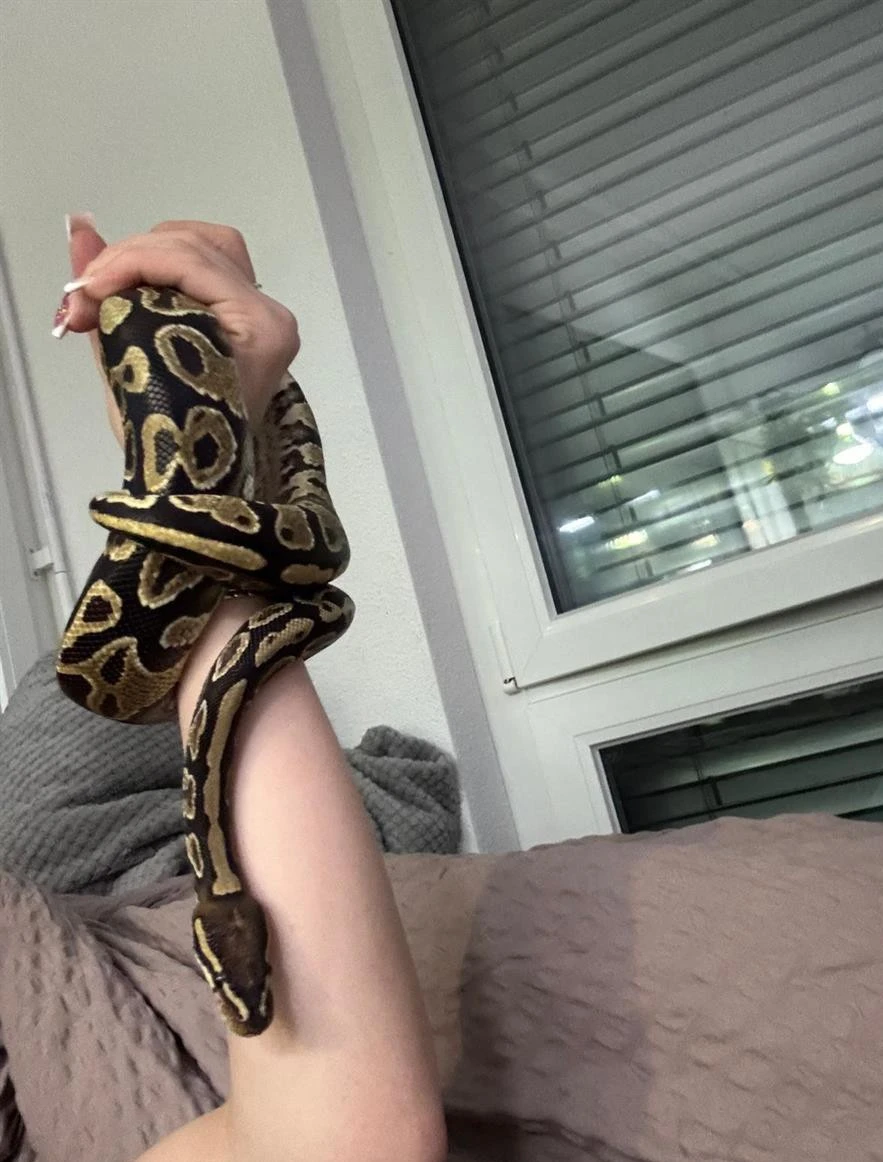 2 samci a samice královských krajt