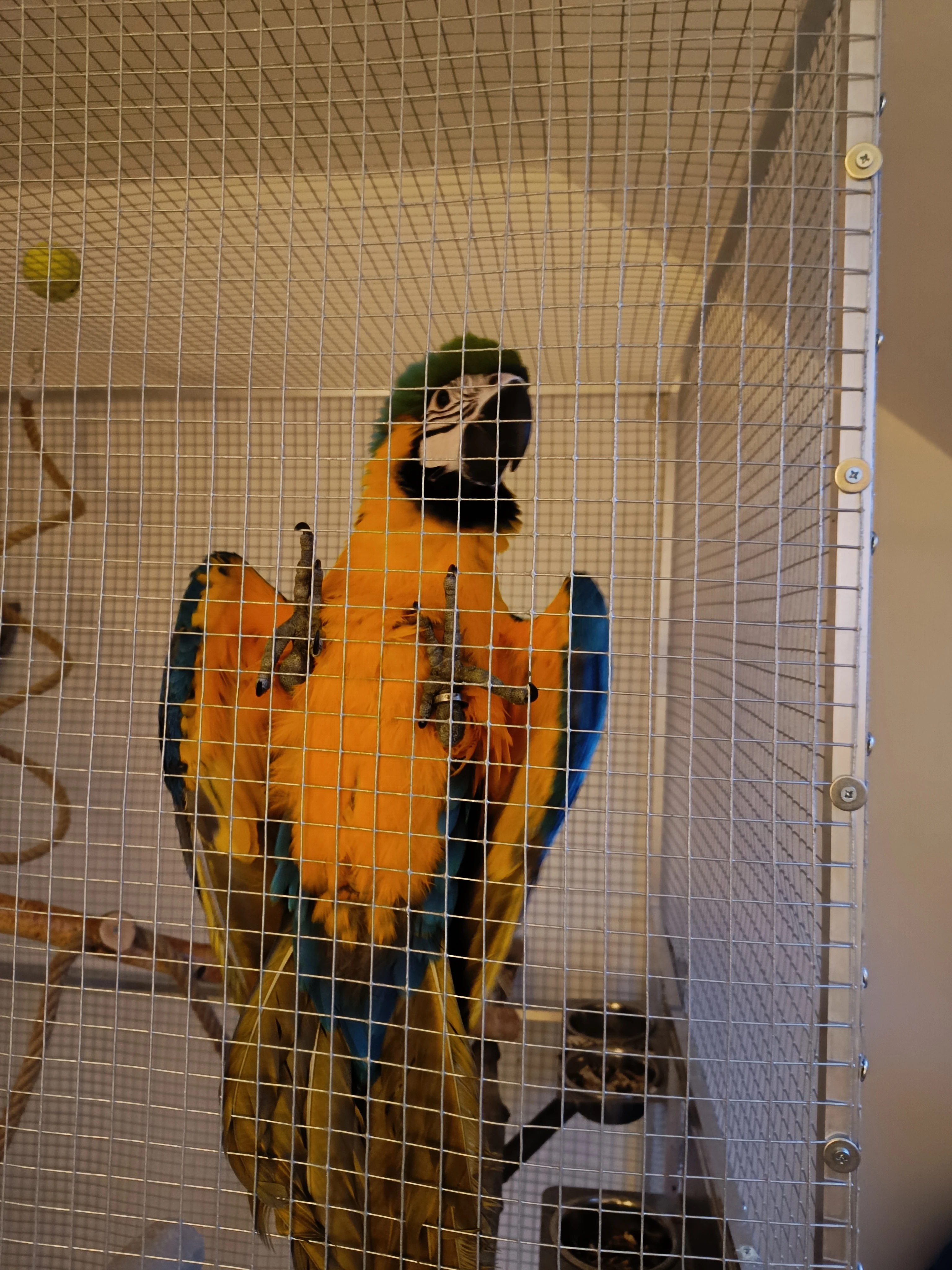 Ručně dokrmené mládě ary ararauny