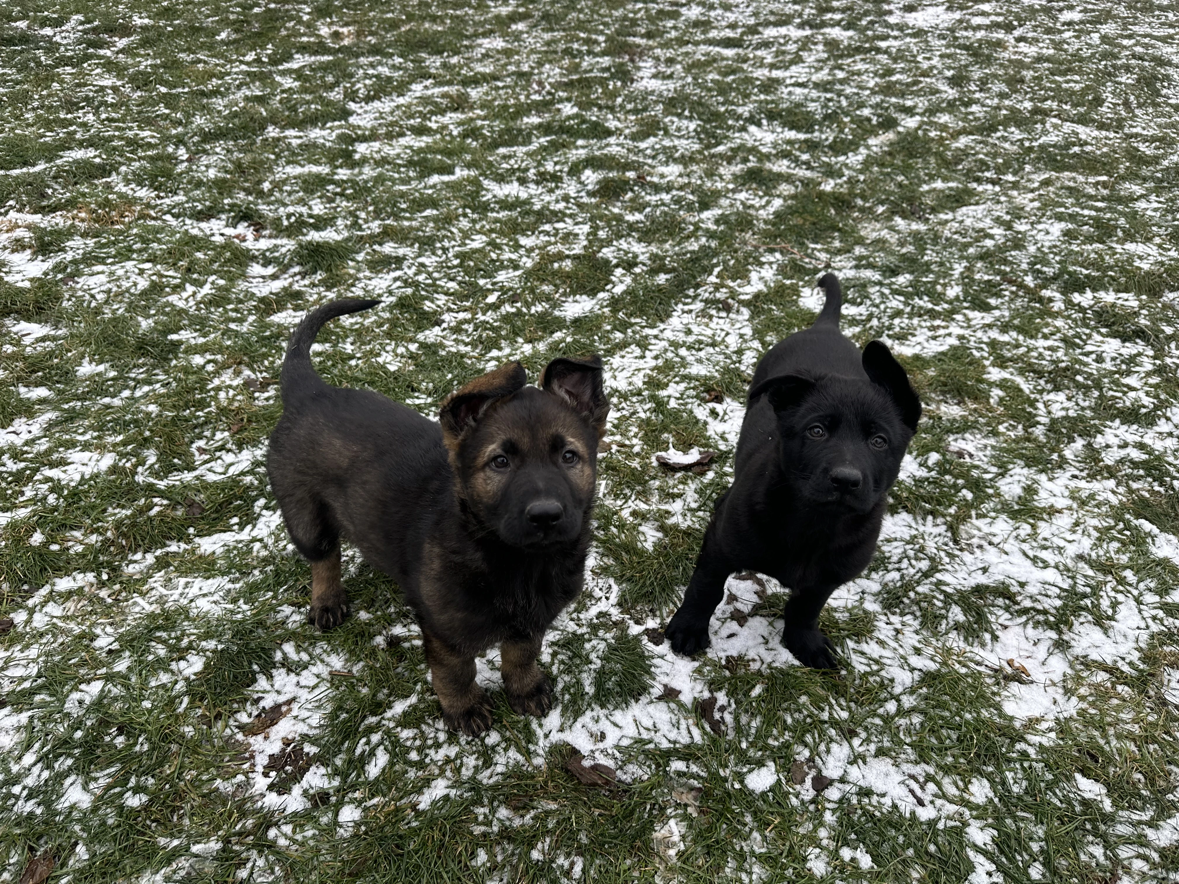 Štěňata Německý ovčák s PP