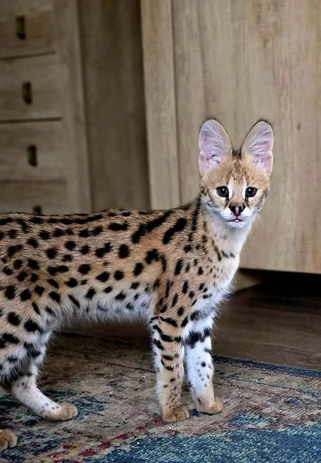 Prodám krásnou samičku Servala (Leptailurus serval) NZ 30.08.2025