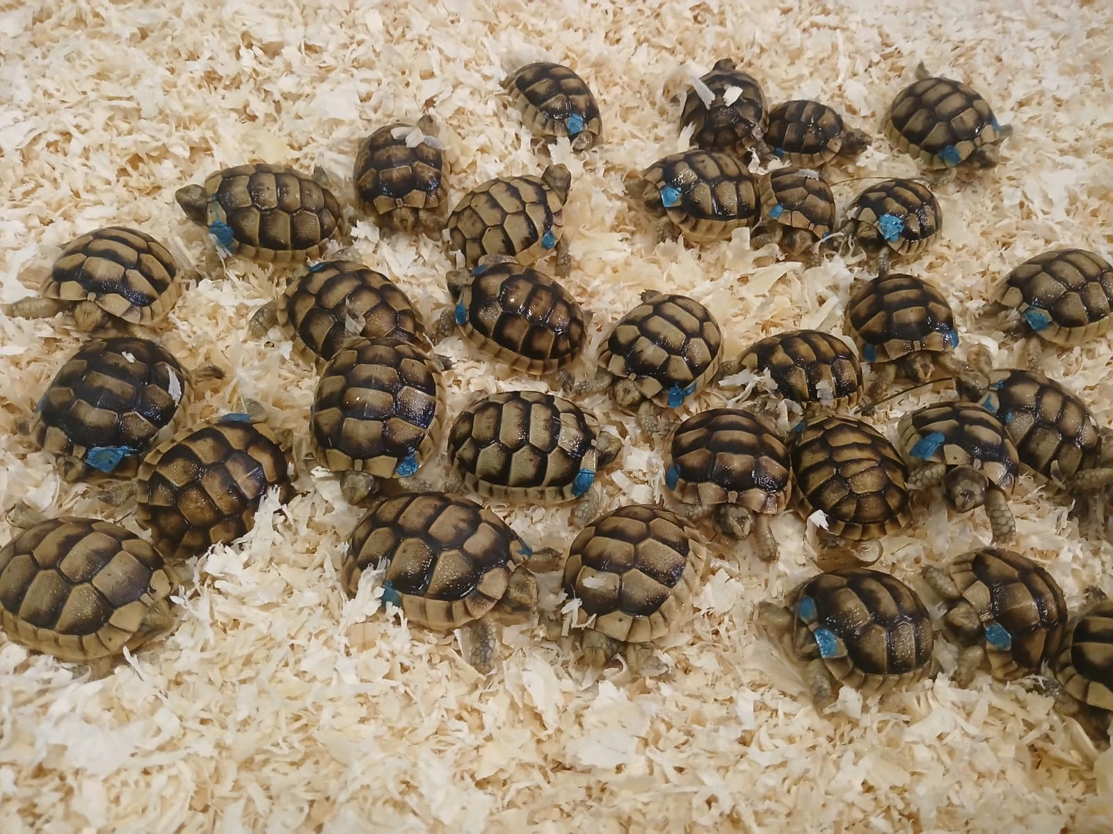 *** skupina 35 ks testudo marginata ***