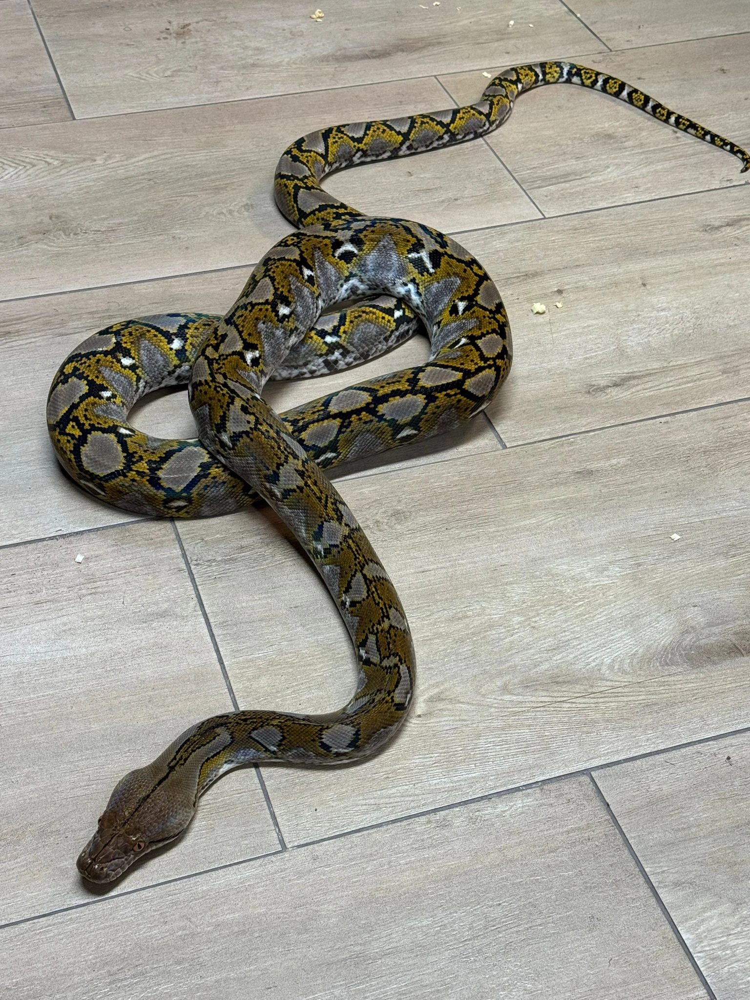 Krajta mrížkovaná