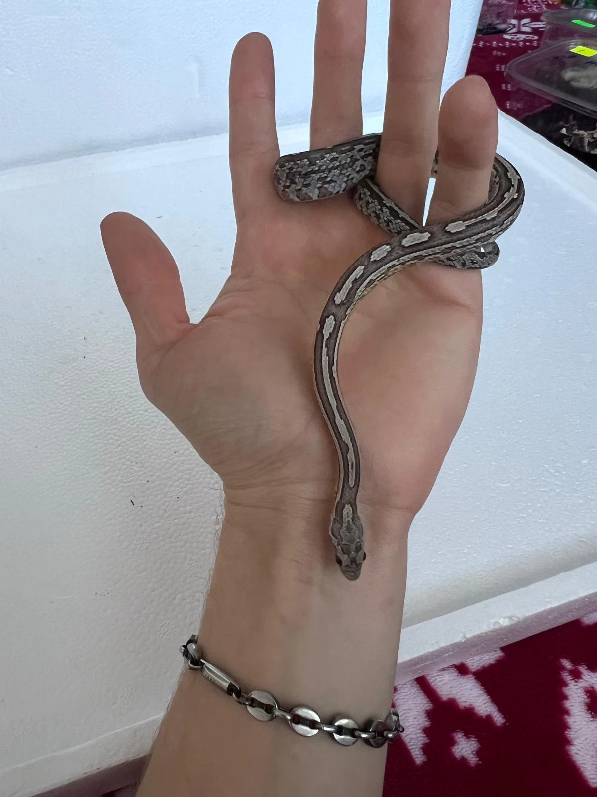 Úžovky červené samci