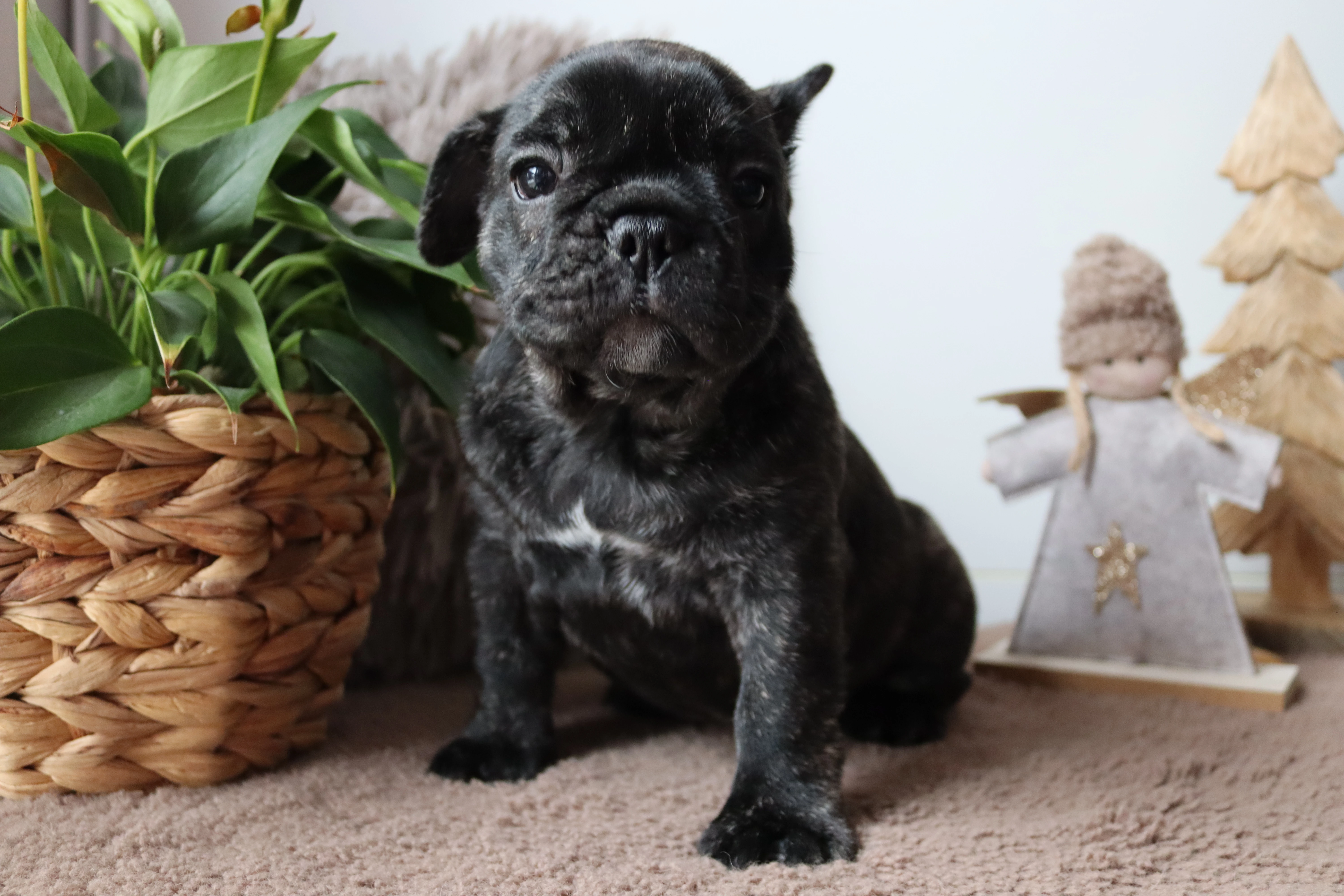 Francouzský buldoček s PP