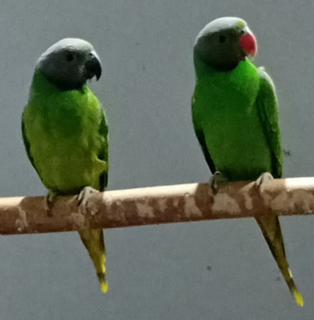 Alexander smaragdový