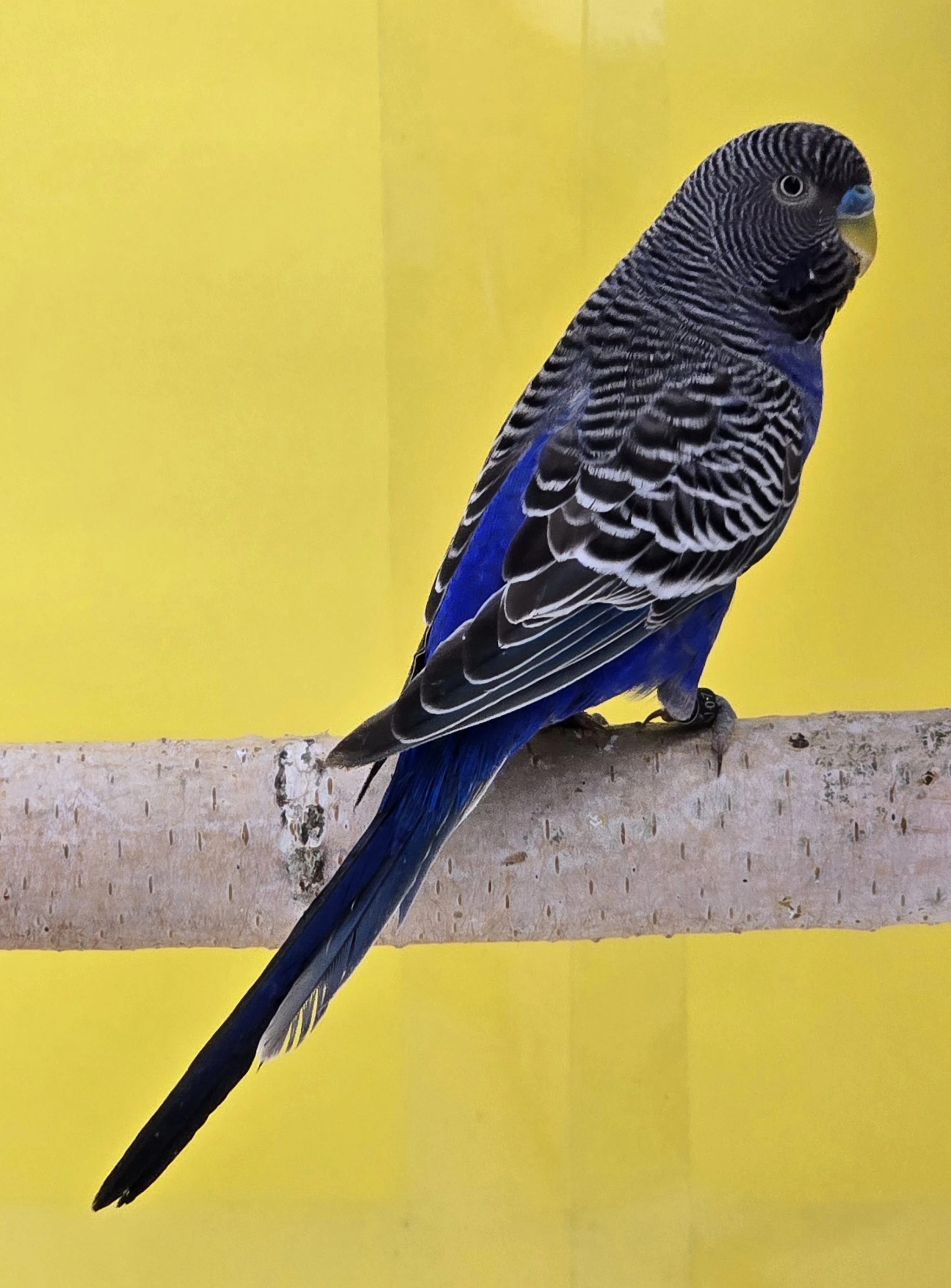 Andulka blackface andulka blackwing andulka blackfaceblackwing