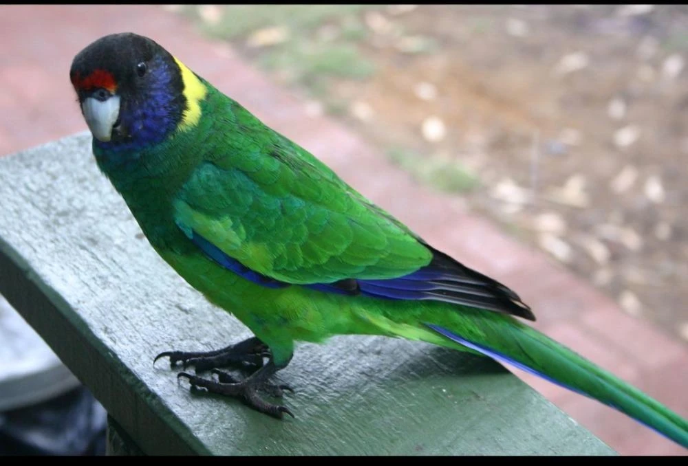 Barnard límcový větší