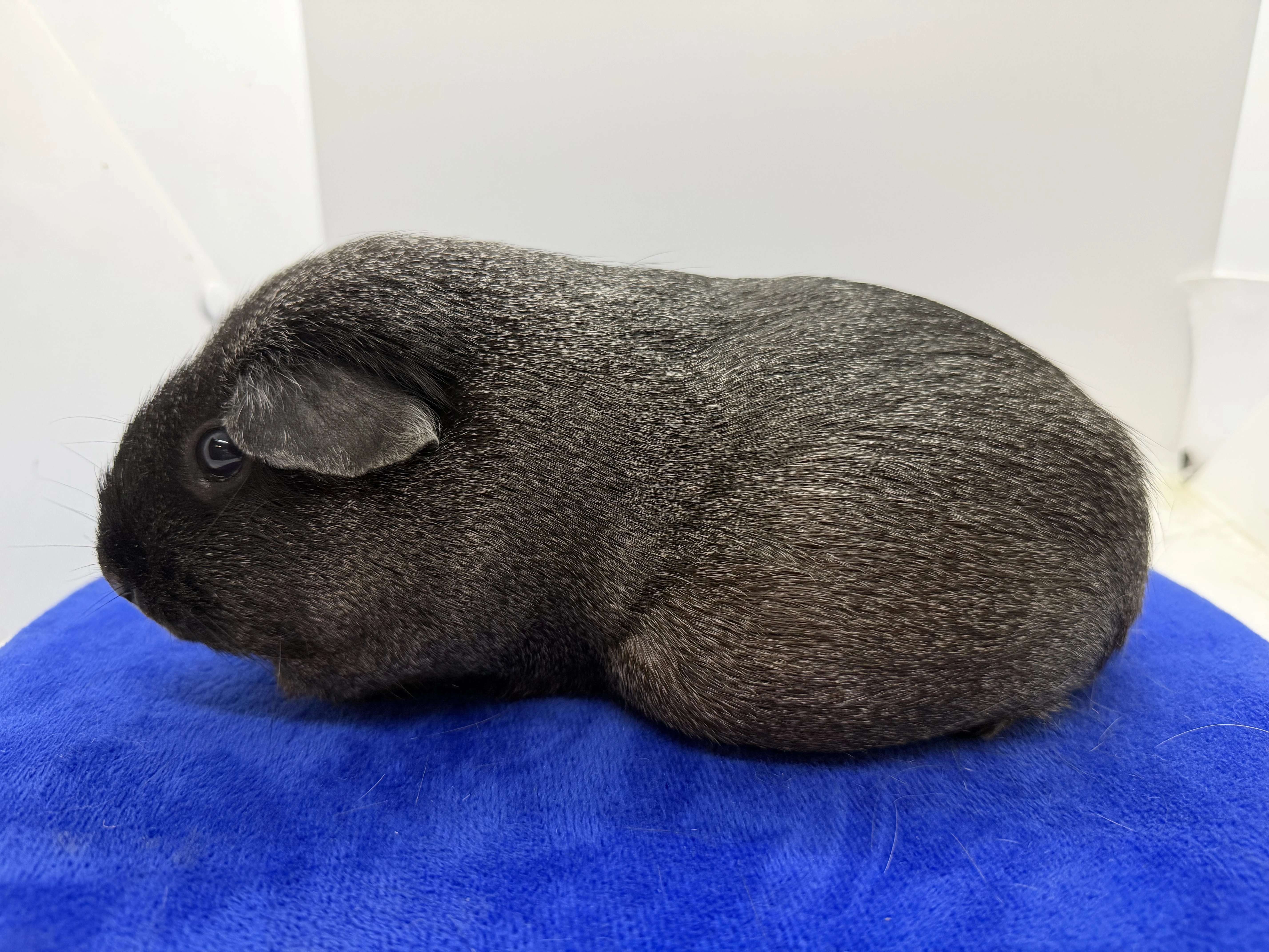 Morče hladké samička solid aguti černá/bílá