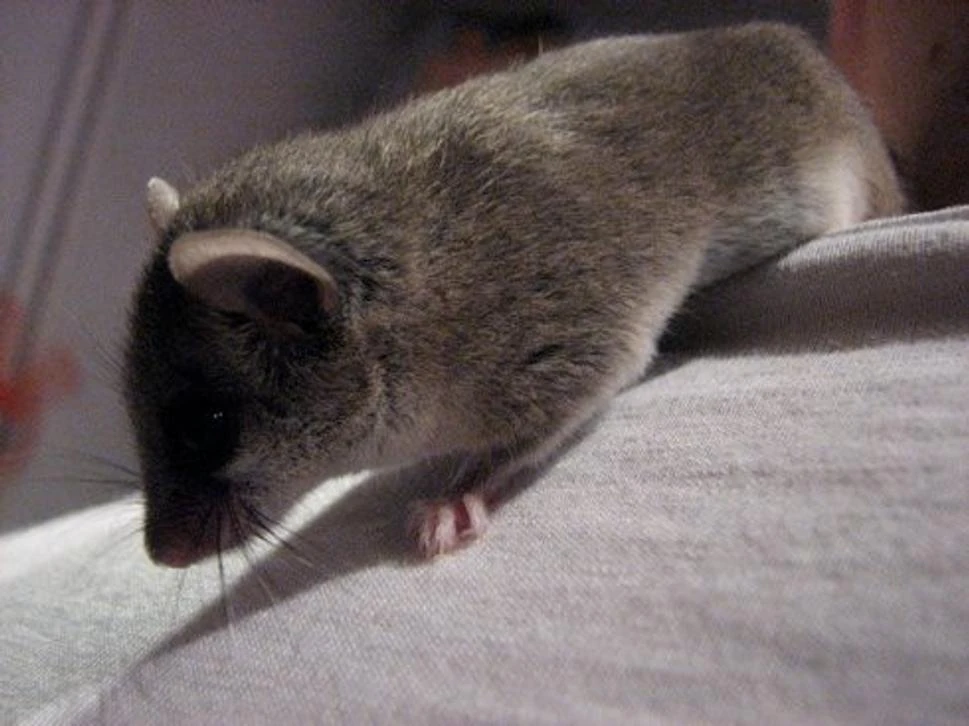 Plšík africký / daruji spěchá