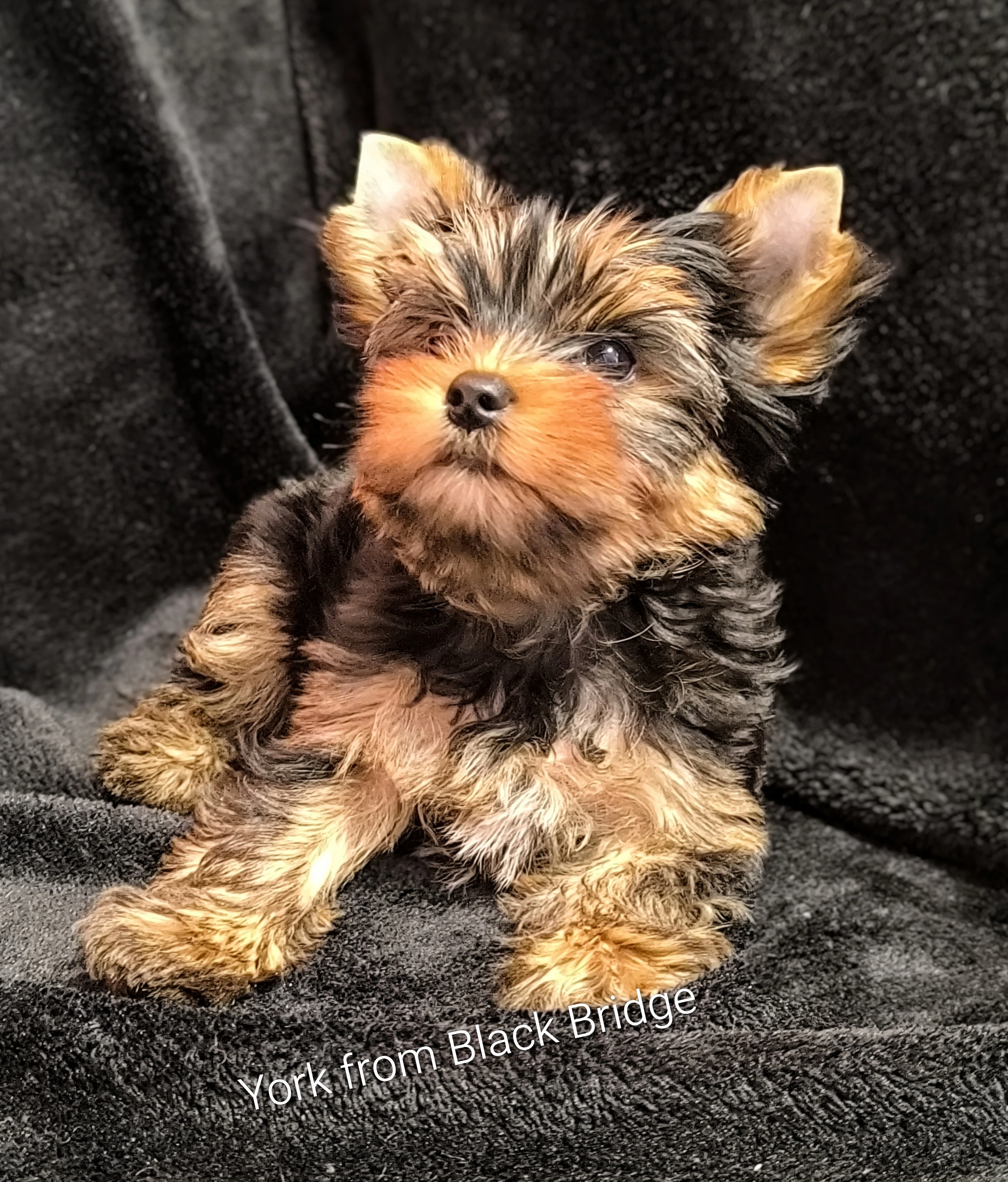 Jorkšírský teriér s PP