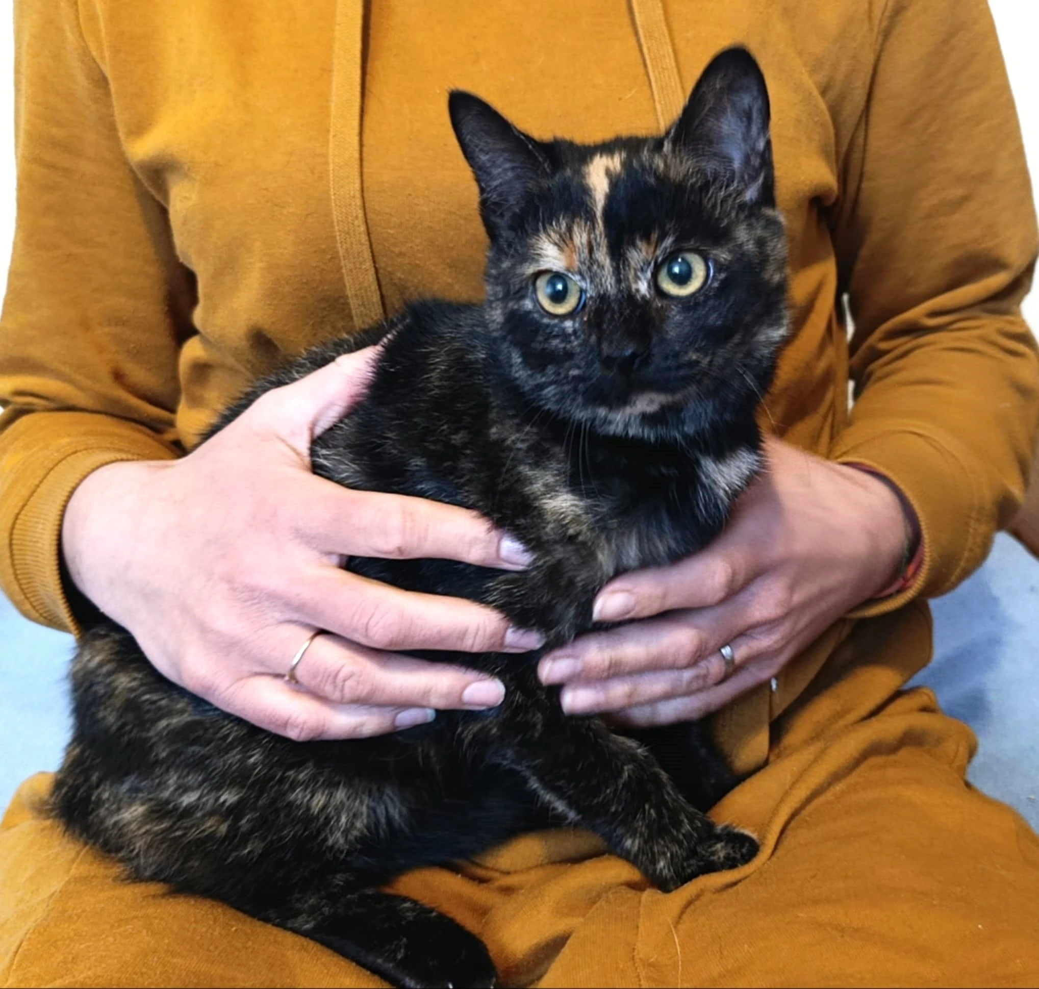 Kočička Edita hledá nový domov