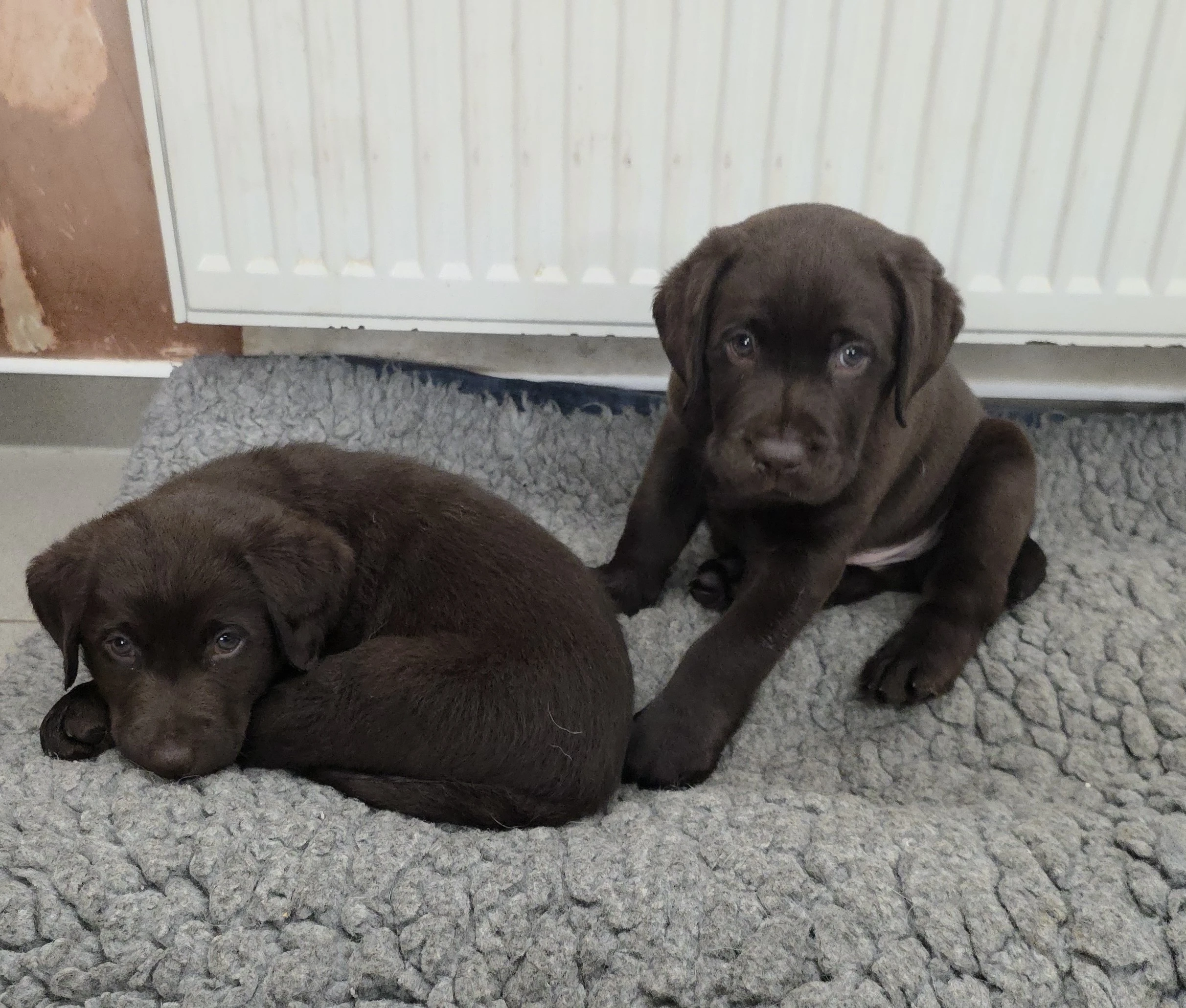 Labradorský retriever s PP