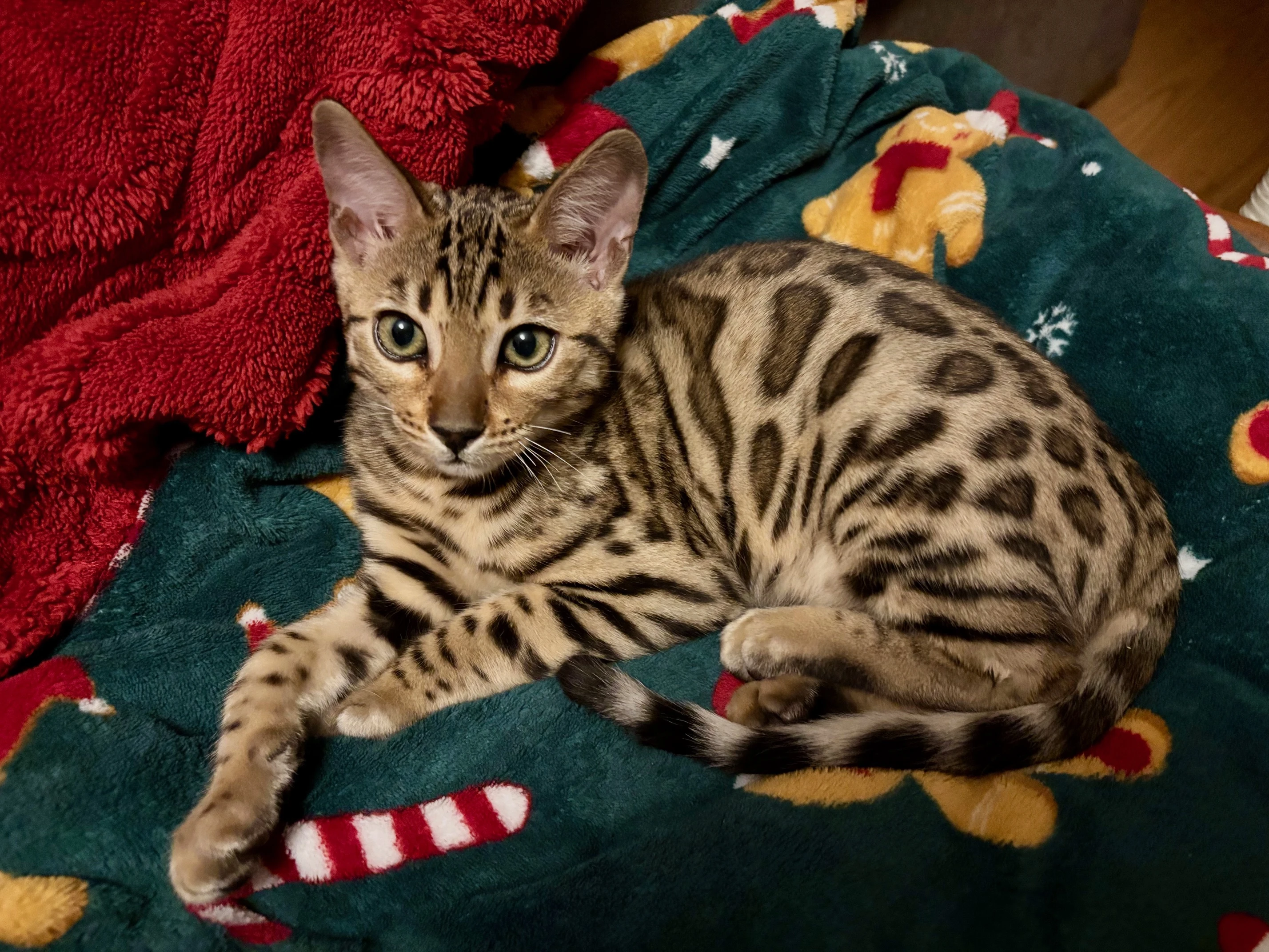 Bengálský kocourek s PP