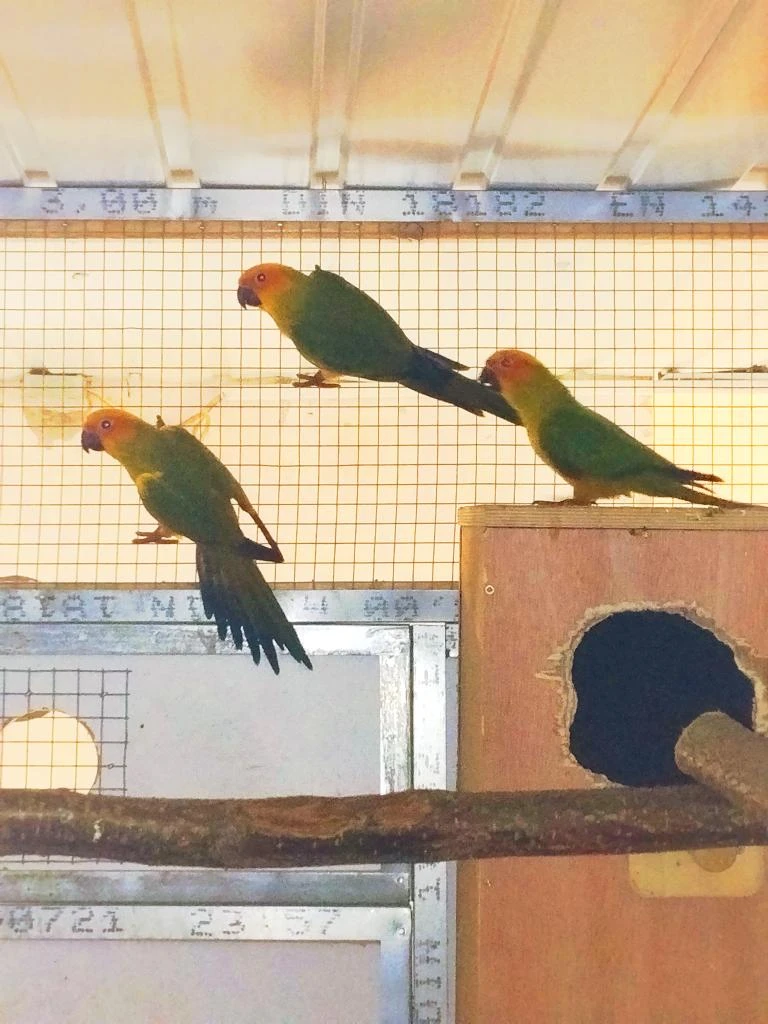 Prodám letošní mladé aratingy sluneční