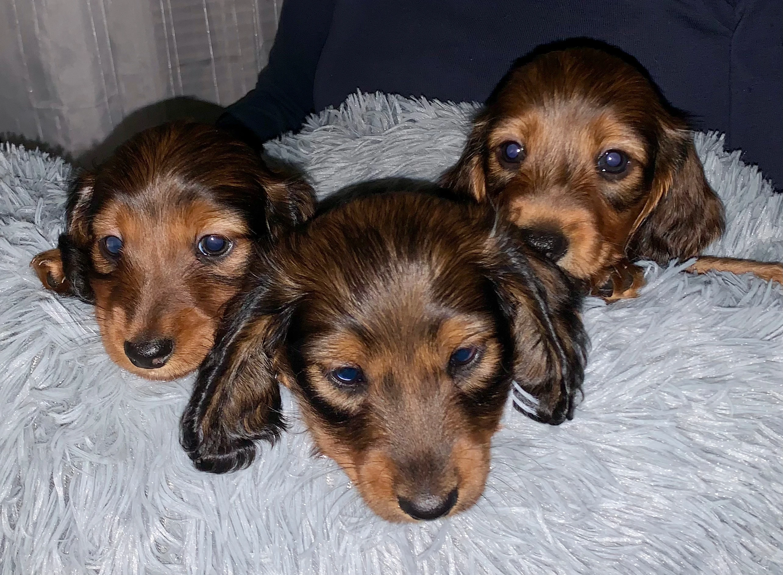 Jezevčík dlouhosrstý trpasličí / králičí s PP