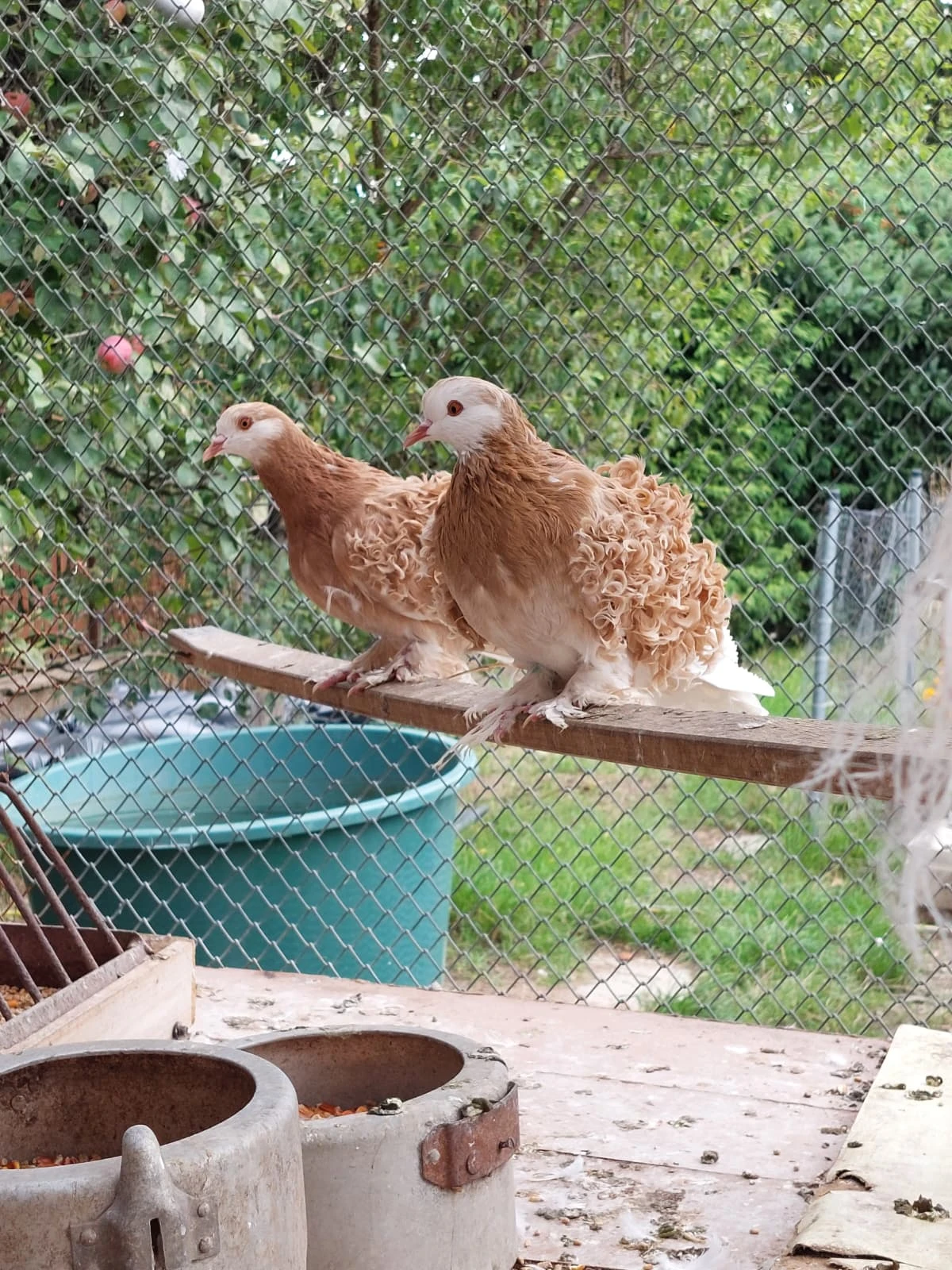  Kudrnáč žlutý bělouš – Prodej