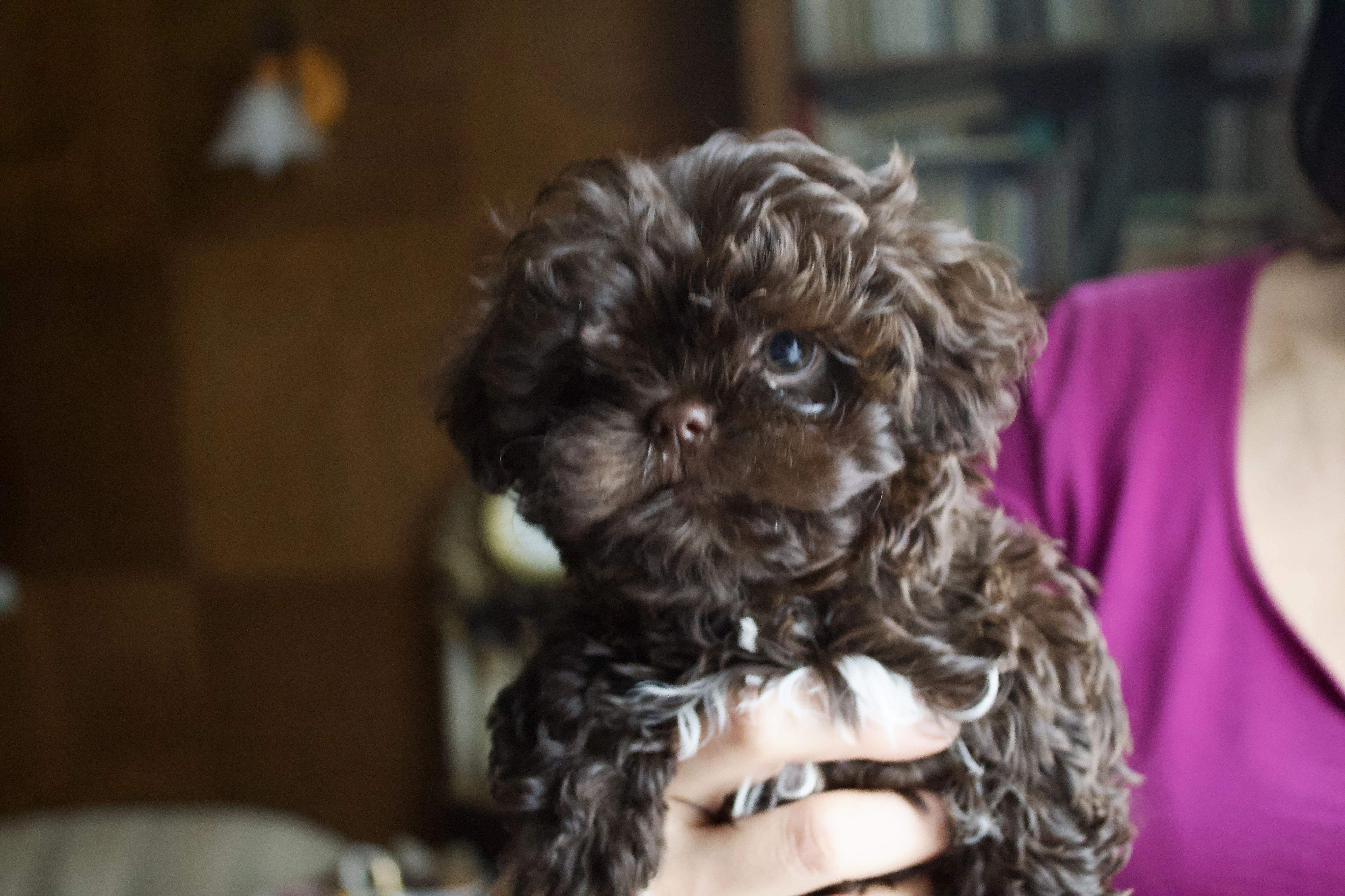 Fenka ruské barevné bolonky s PP