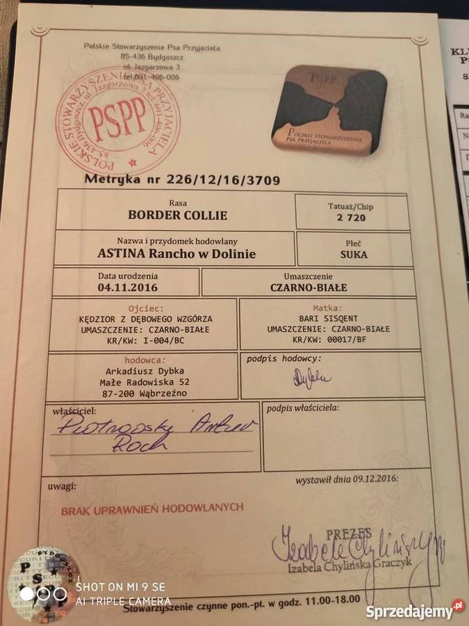 Štěňátko v typu border kolie