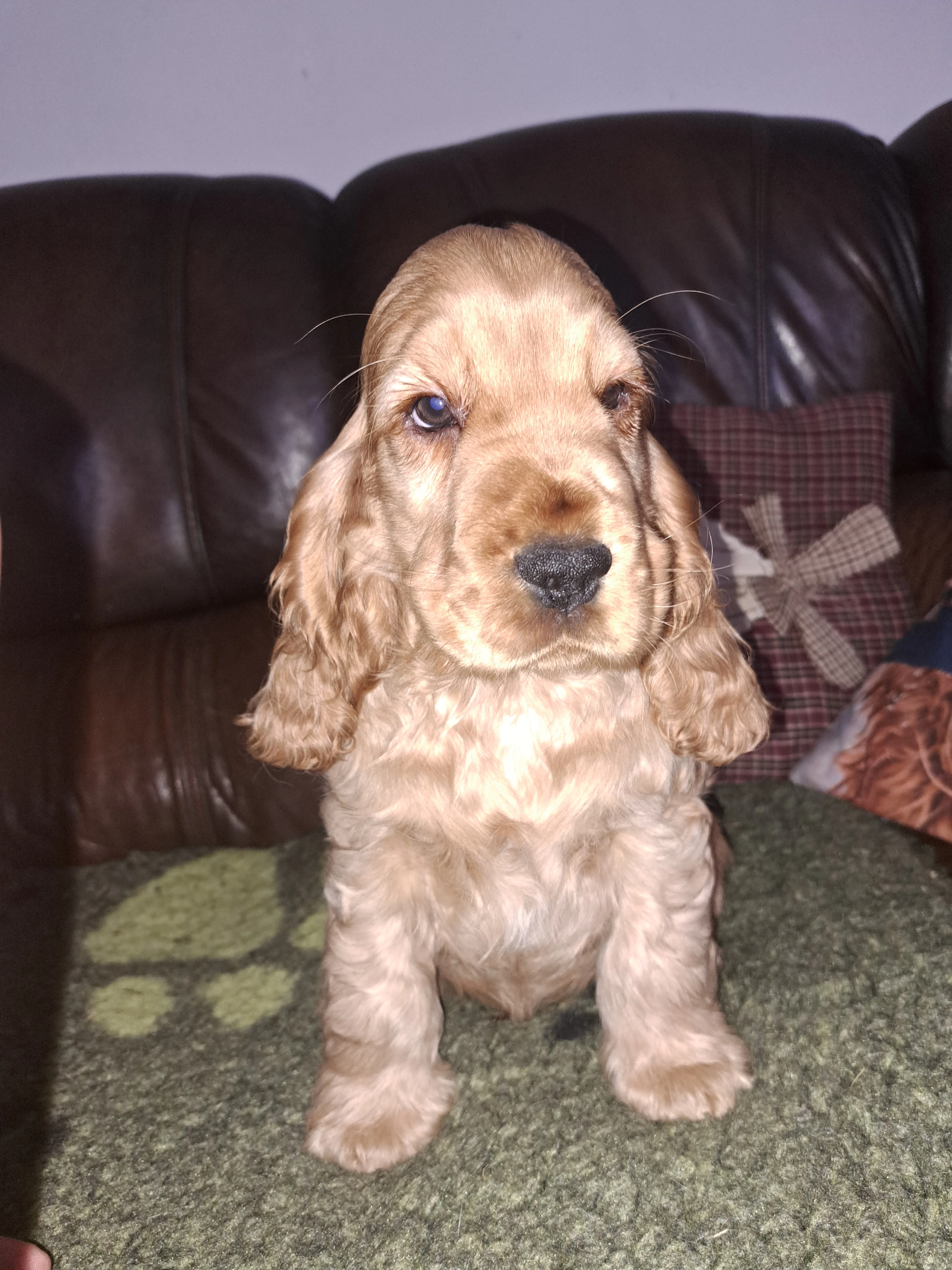 Anglický kokršpaněl s PP