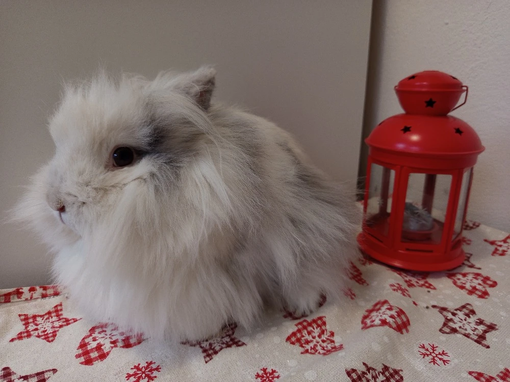 Samičky zakrslého lvíčka rhonského s PP