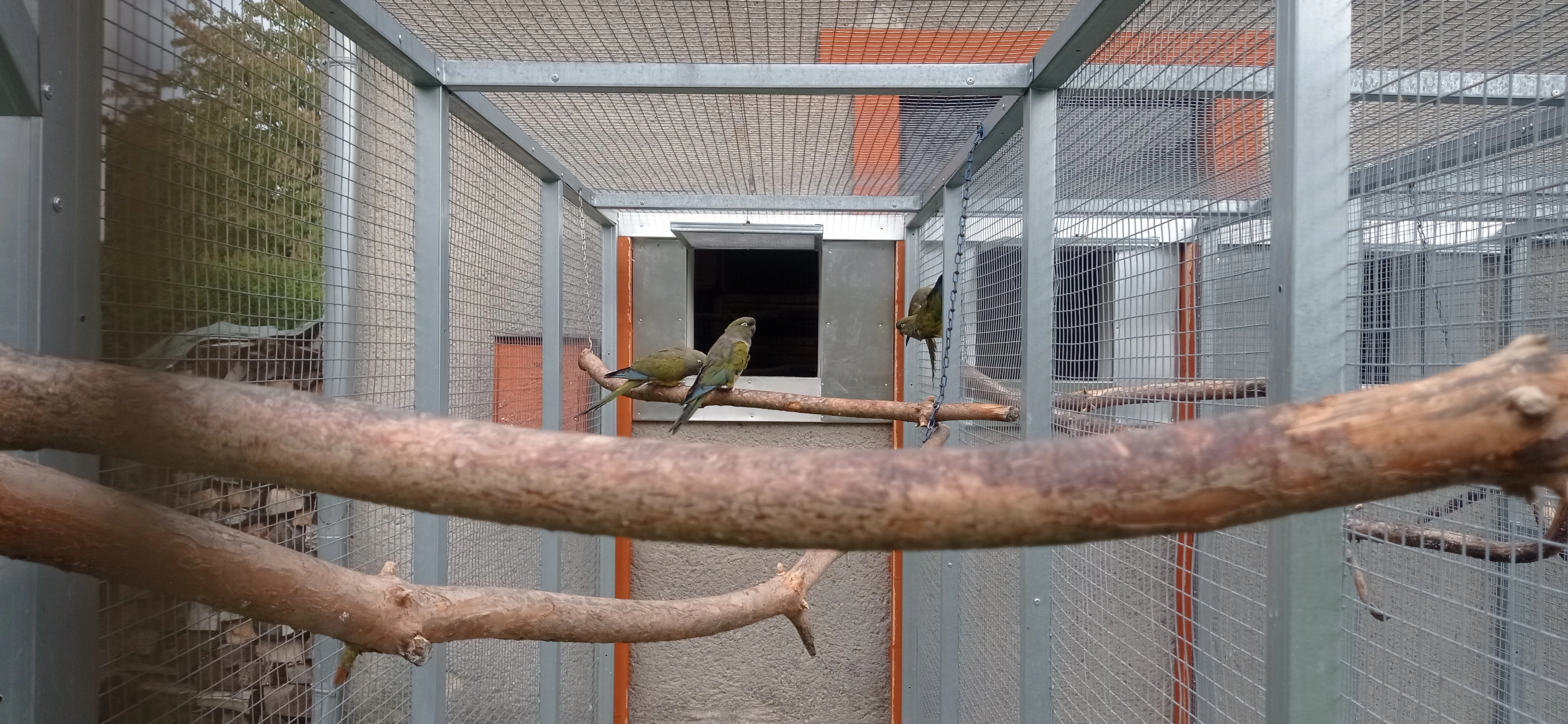 Prodám Papoušek Patagónský