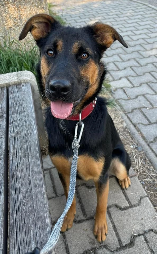 Velmi akční pejsek hledá aktivní domov