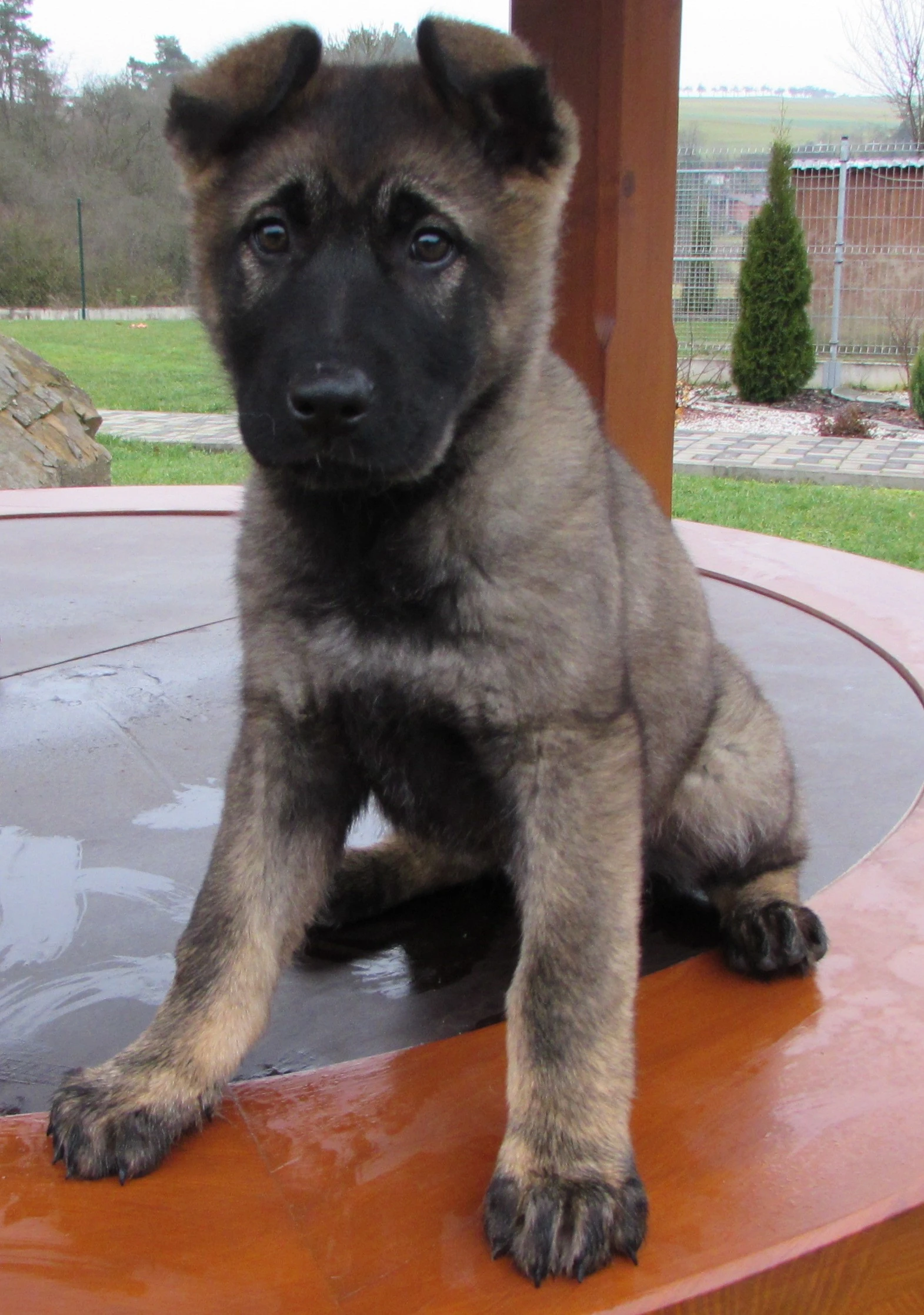 Německý ovčák - fena s PP ihned k odběru