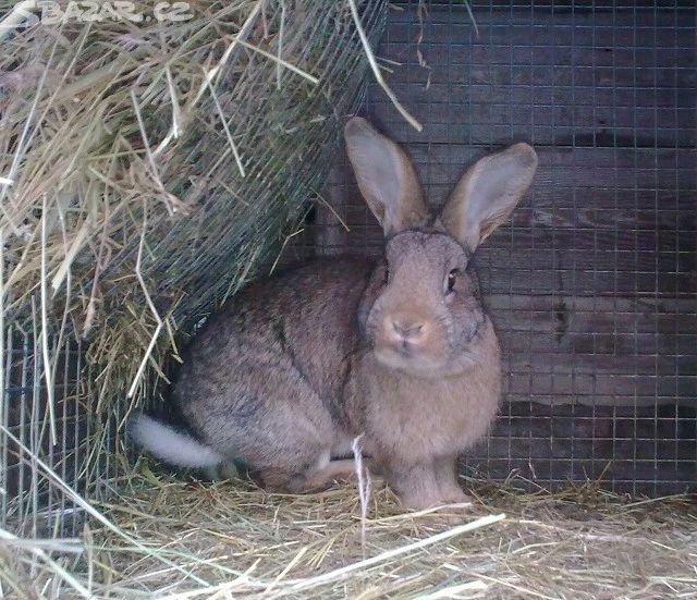 Samci a samice do chovu.....