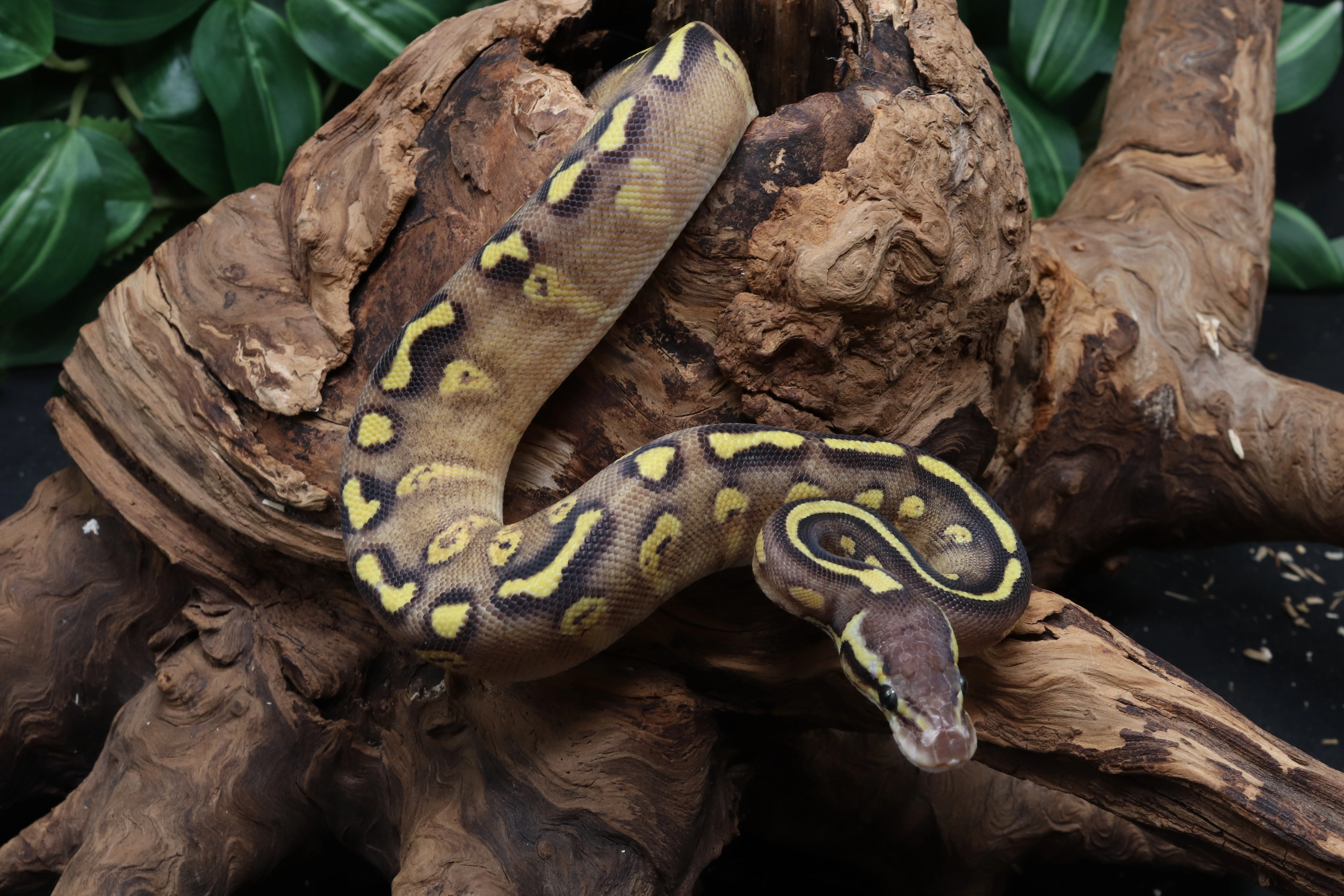 Krajta královská - samice - Ghi Phantom Fire