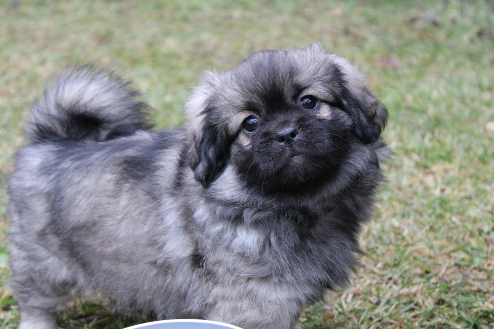 Tibetský Španěl s PP