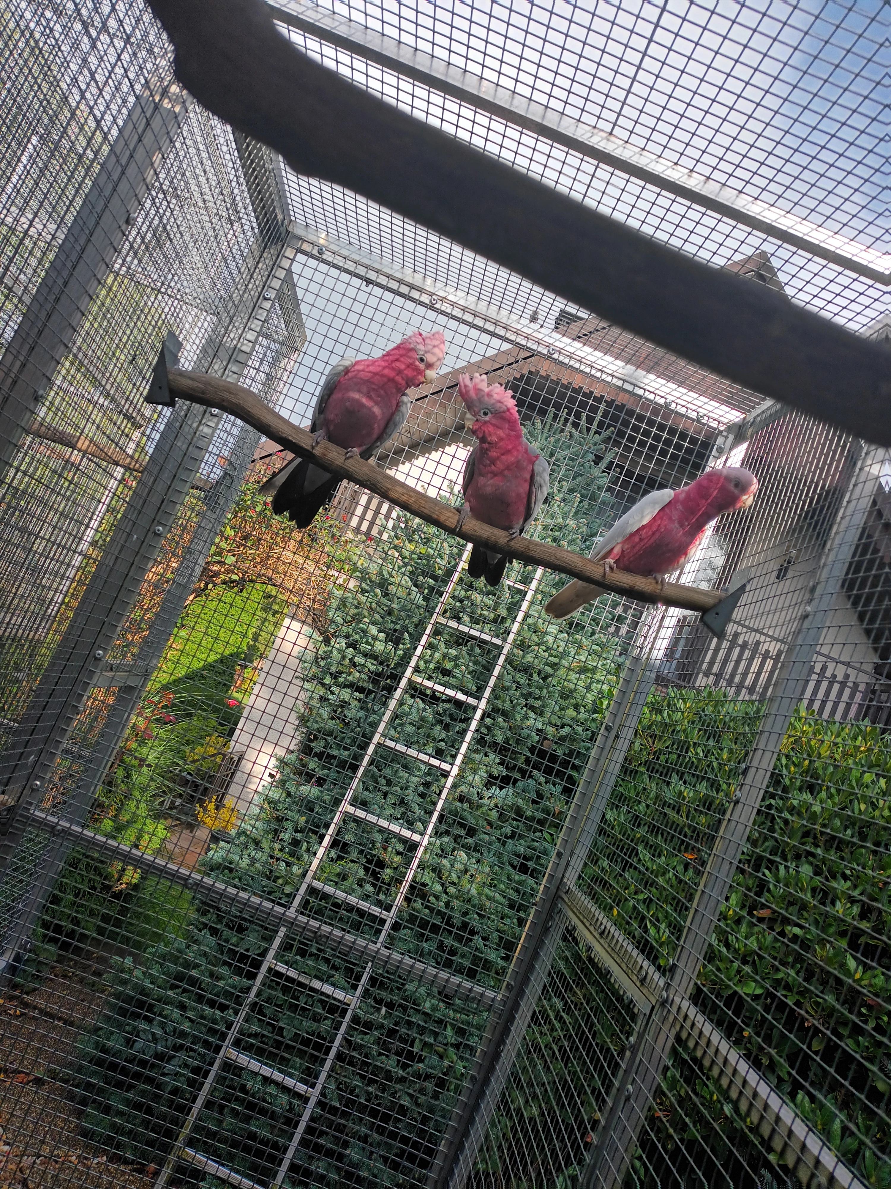 Kakadu růžový , štěpák - lutino