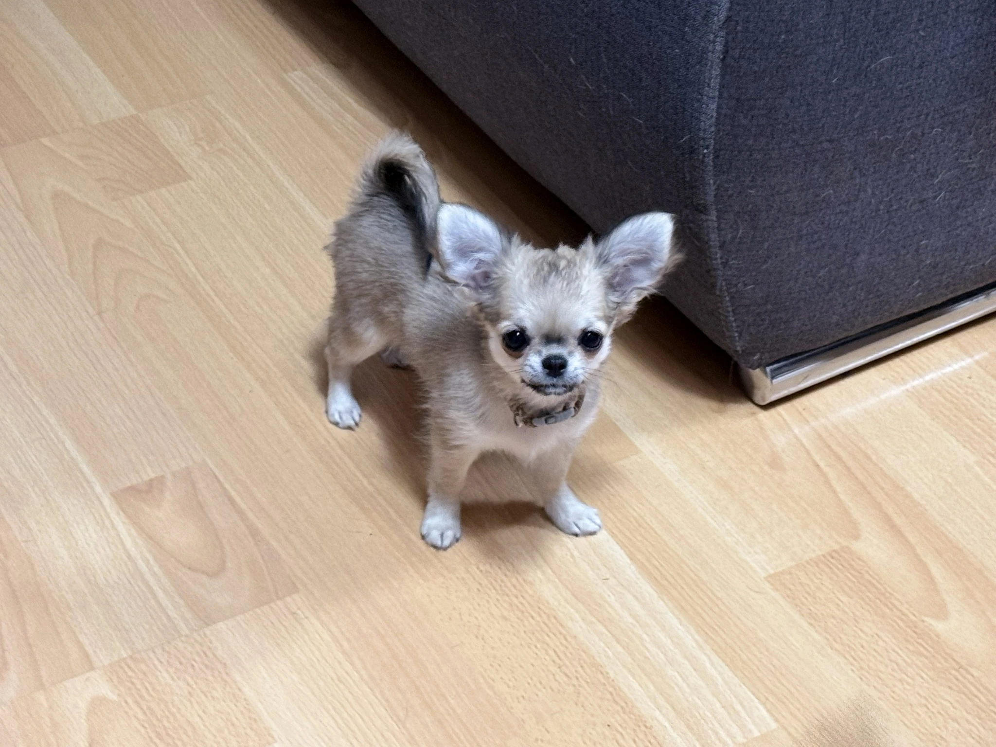 Čivava dlouhosrstá s PP (FCI)