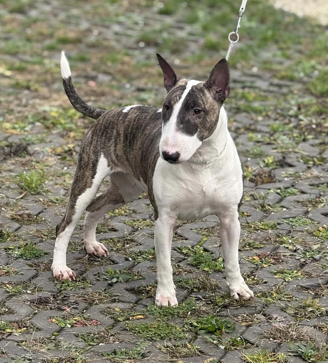 Bulteriér - roční fena s PP