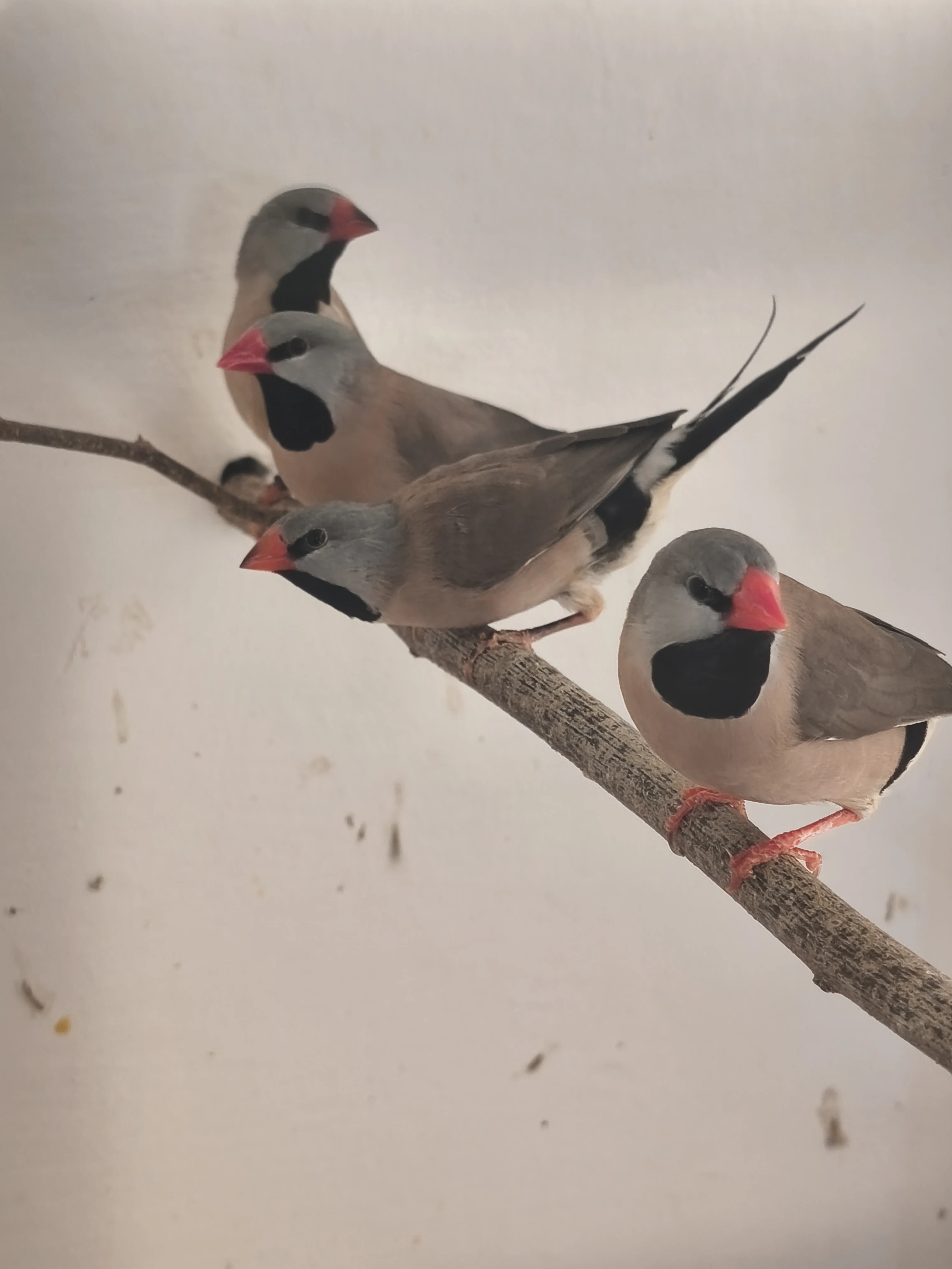 Pásovník dlouhoocasý