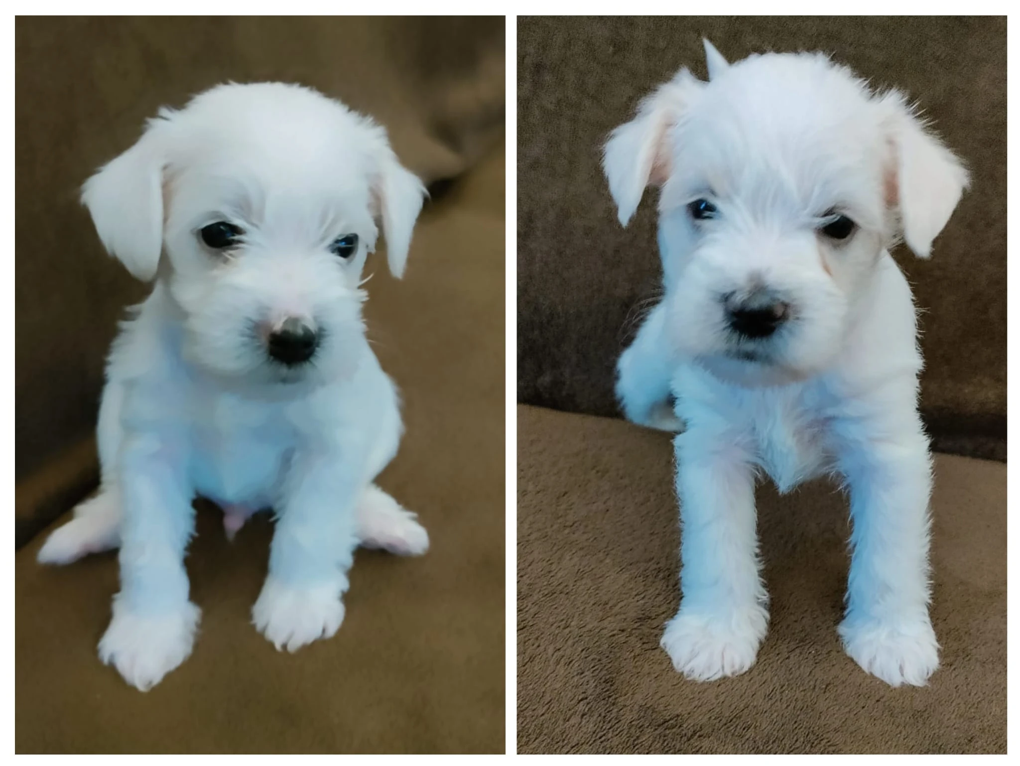 Malý knírač - štěňátka -  wheaten