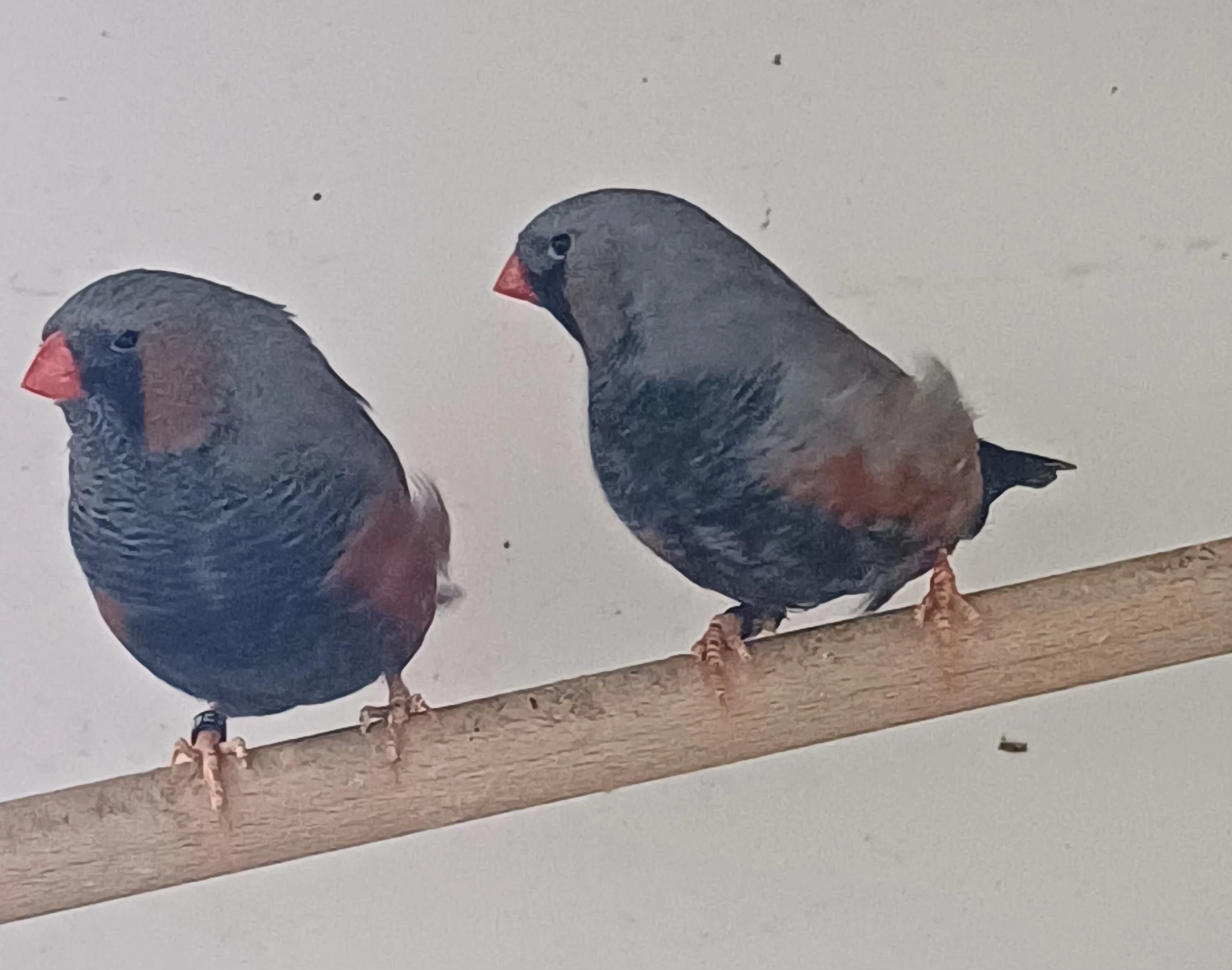 Výstavní zebřička