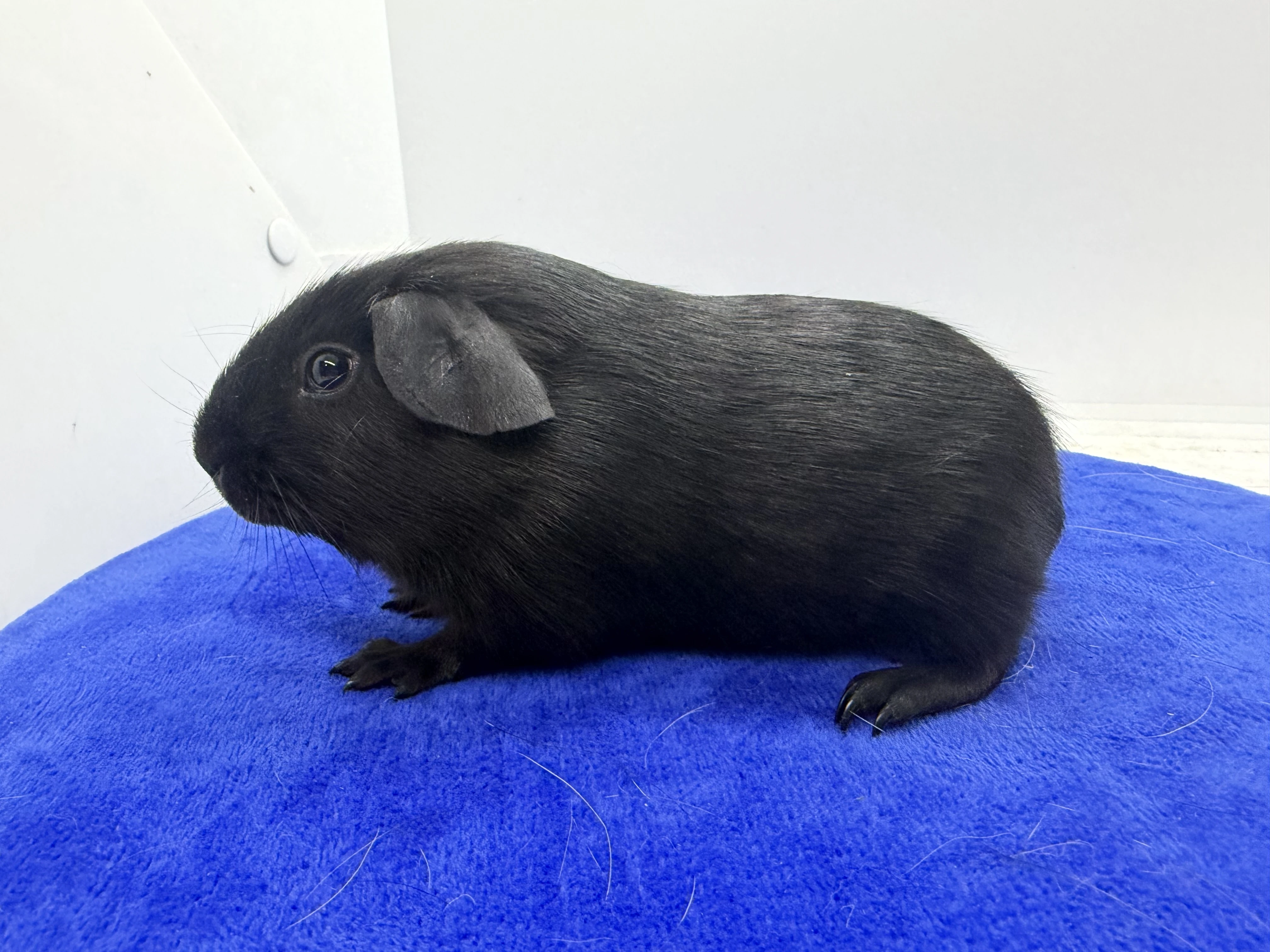 Morče hladké sameček černá s PP