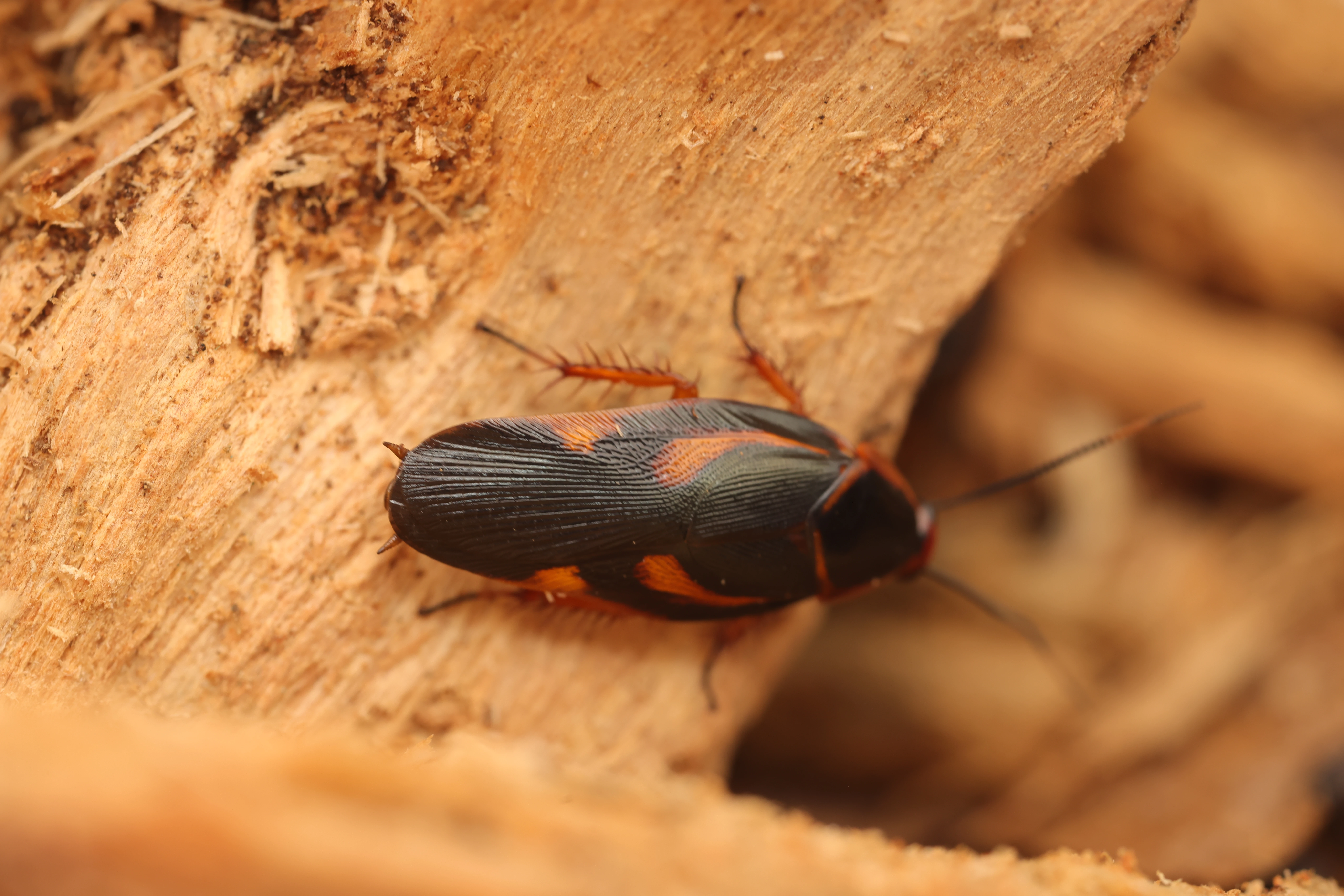 Eustegasta poecilla /Novinka/