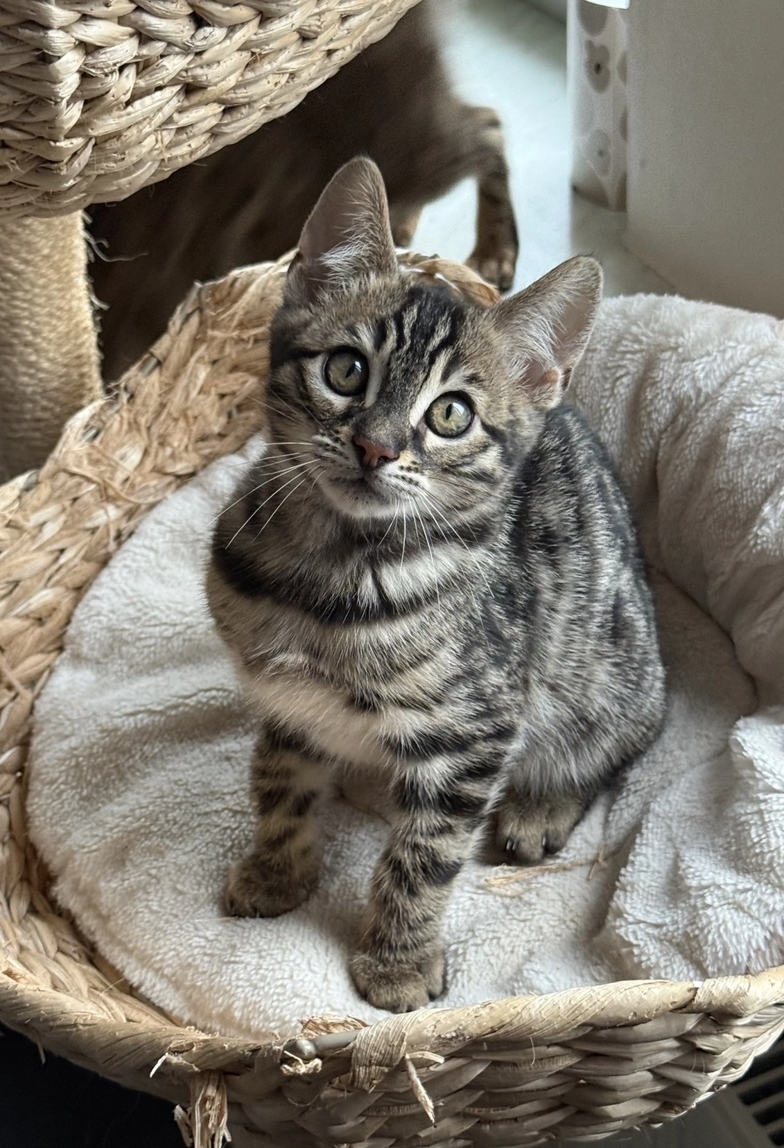 Bengálský charcoal kocourek s PP