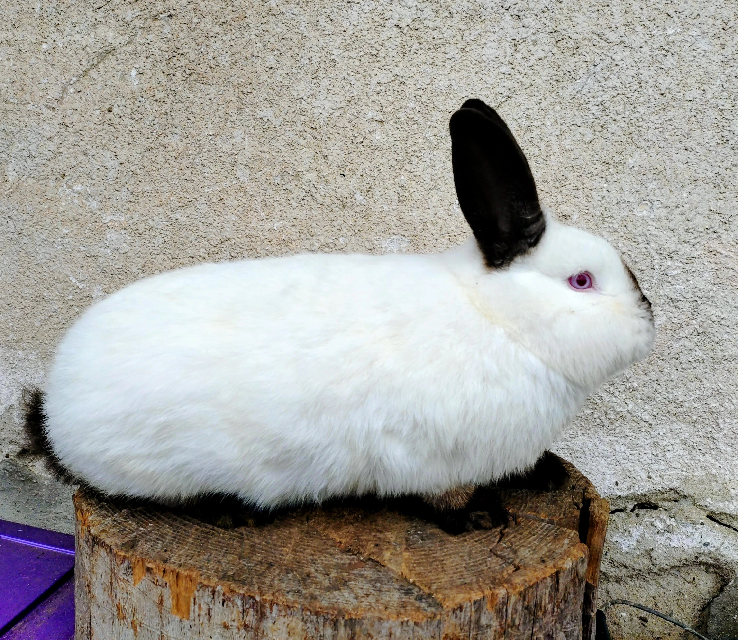 Prodám kalifornské králíky