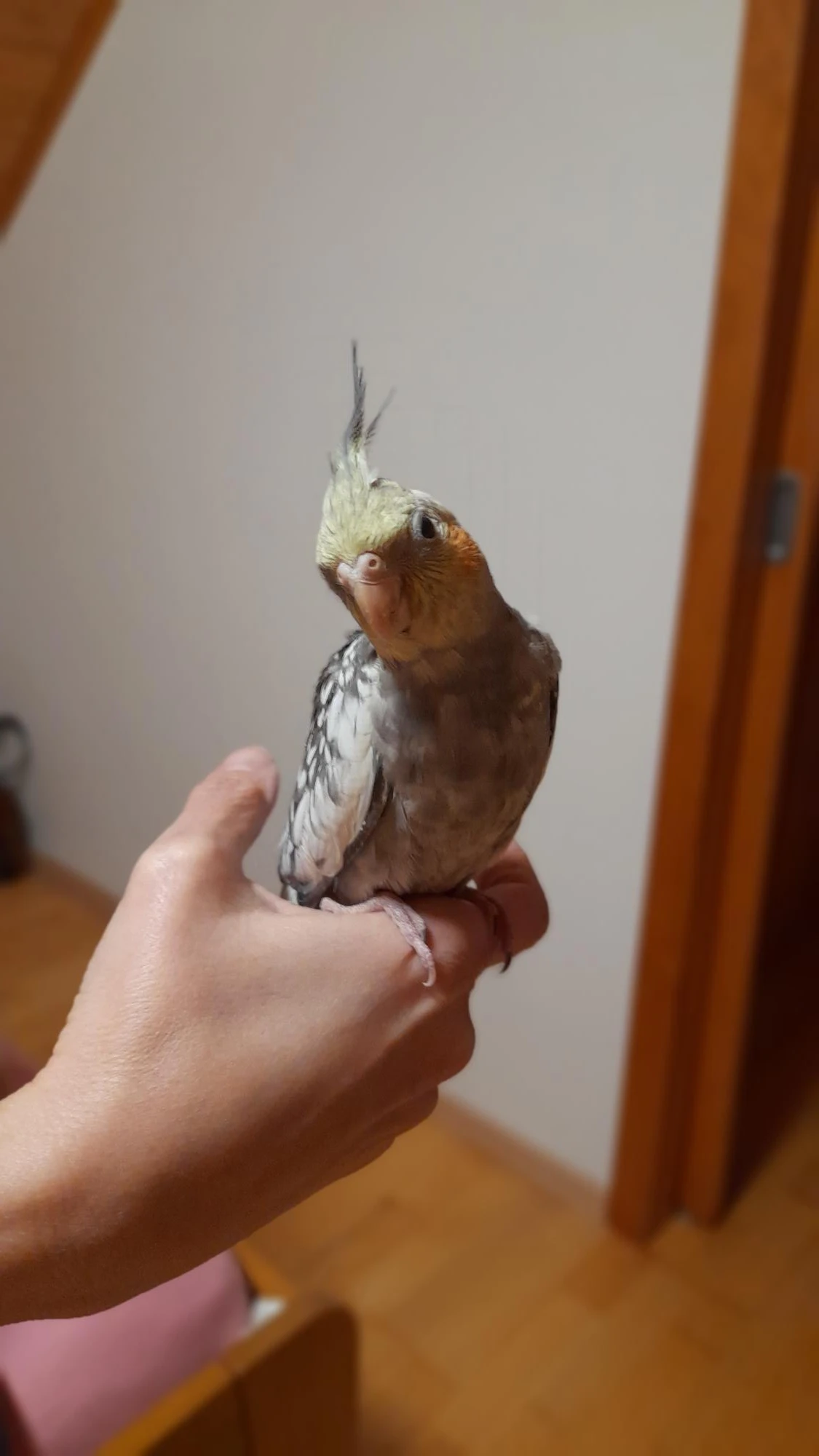 Korelka mládě č.1  2,5 měsíce