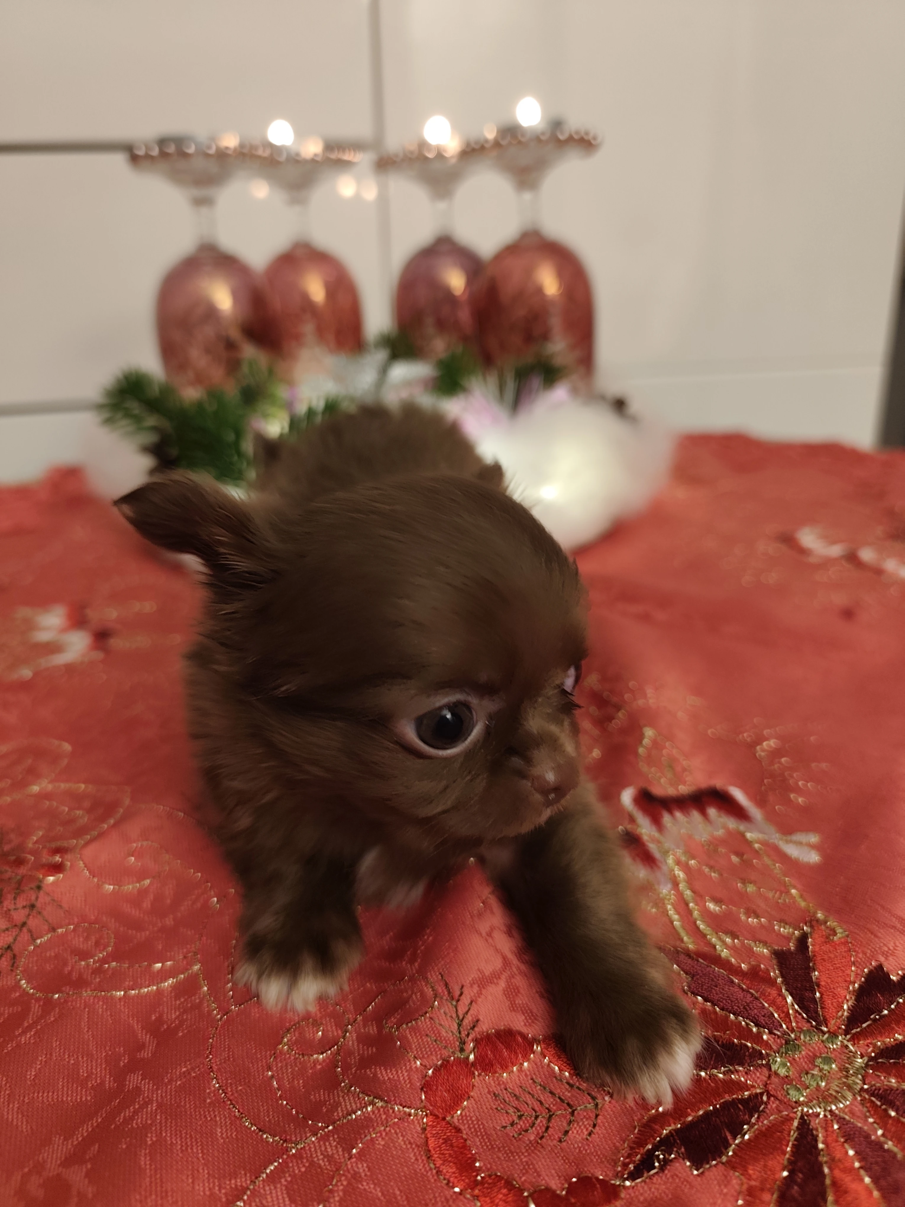 Čivava dlouhosrstá