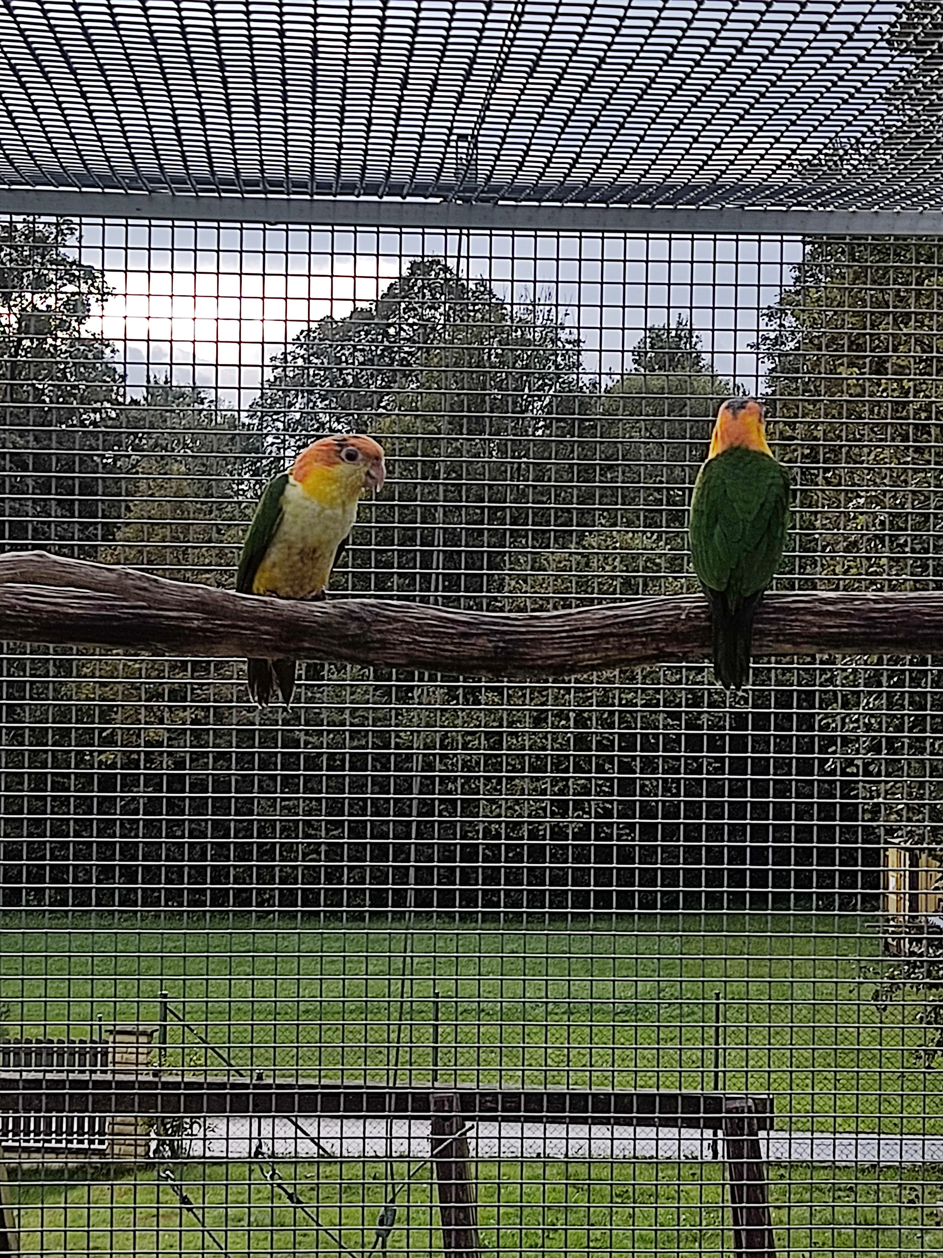 Amazonek bělobřichý