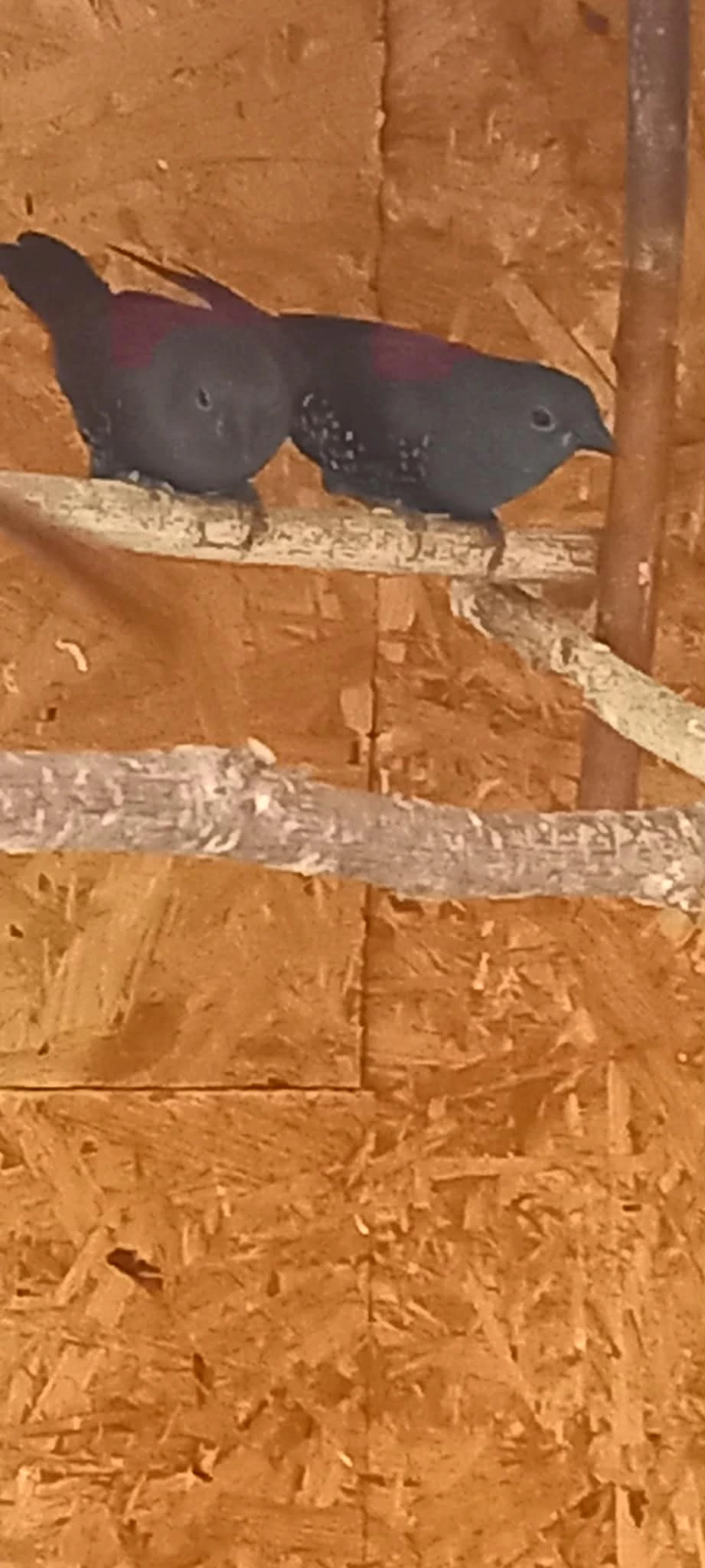 Predám vločkovník rudohřbetý, amarant malý a tygríček tečkovaný