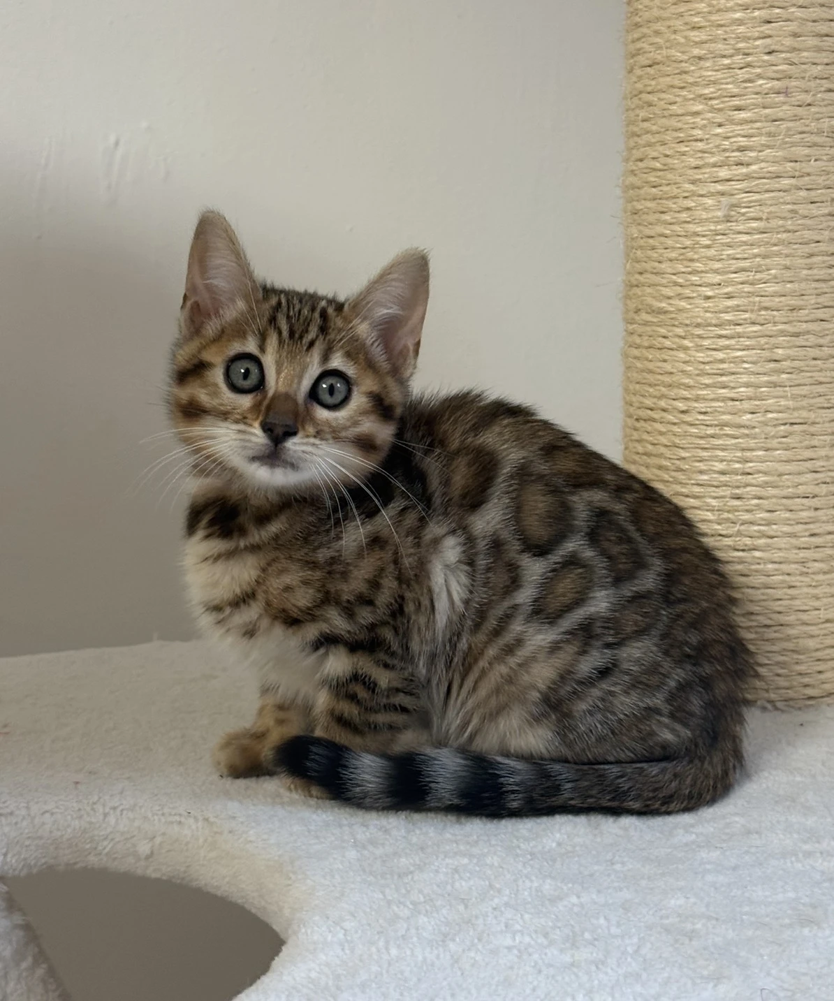 Bengálská hnědá kočička s PP