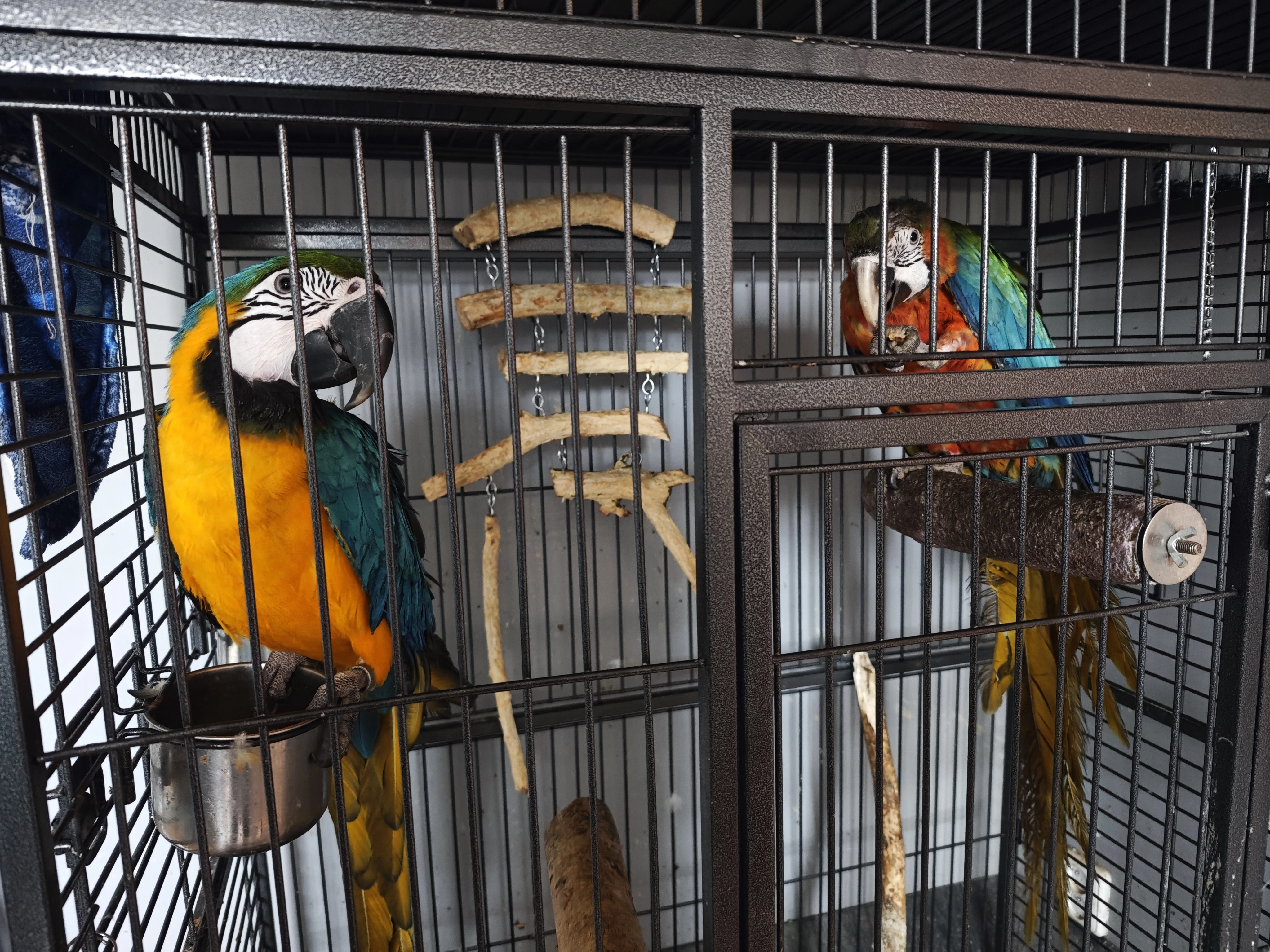 Prodám samici Aru Harlekýn