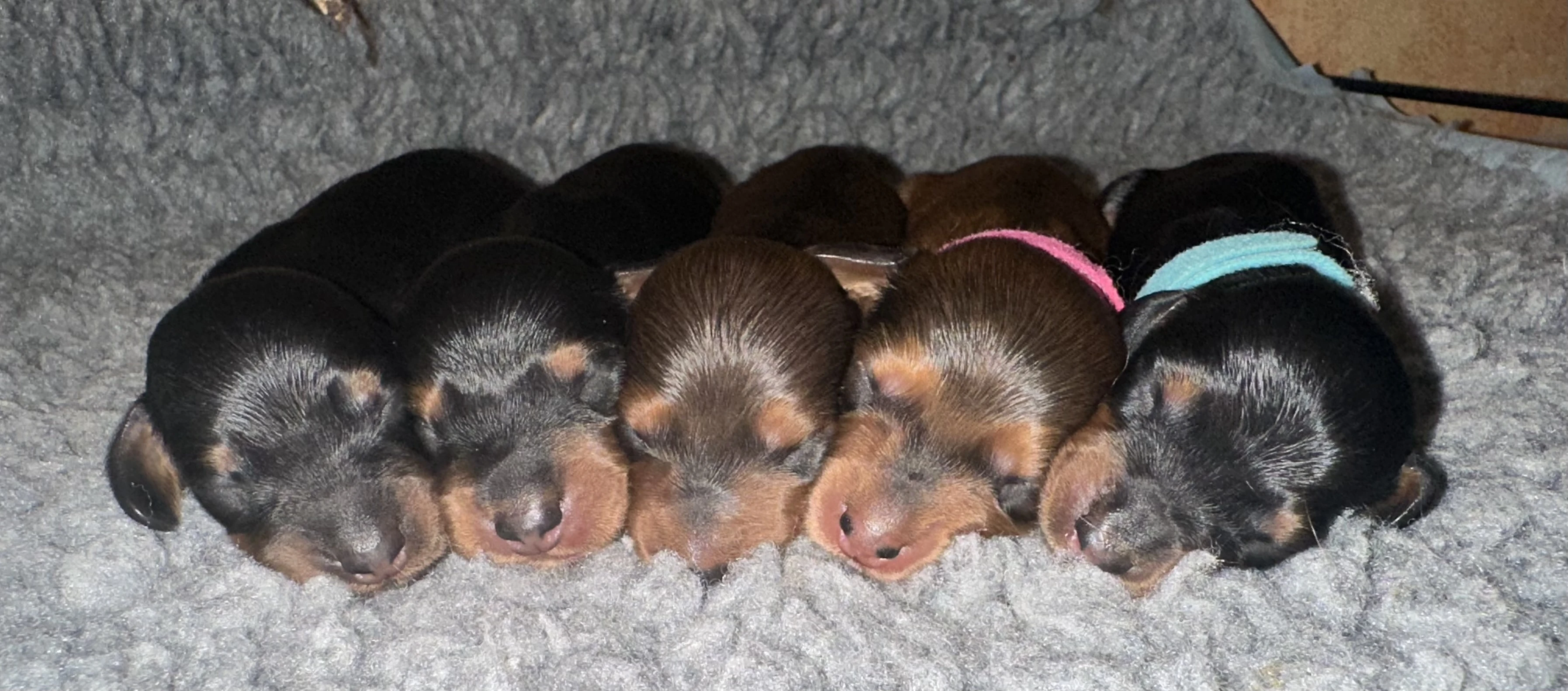 Jezevčík dlouhosrstý trpasličí/králičí s PP