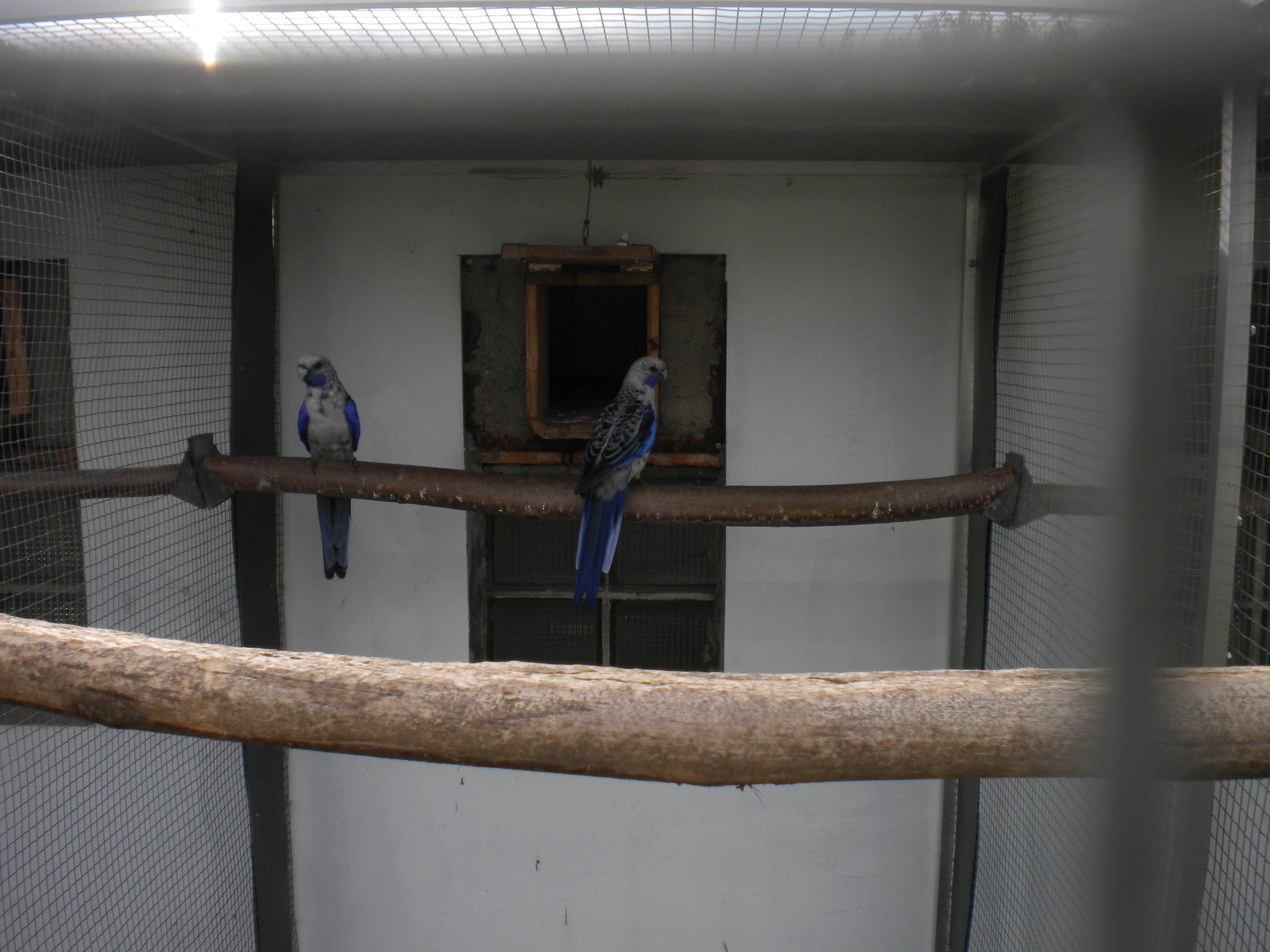 Prodam rosela penant