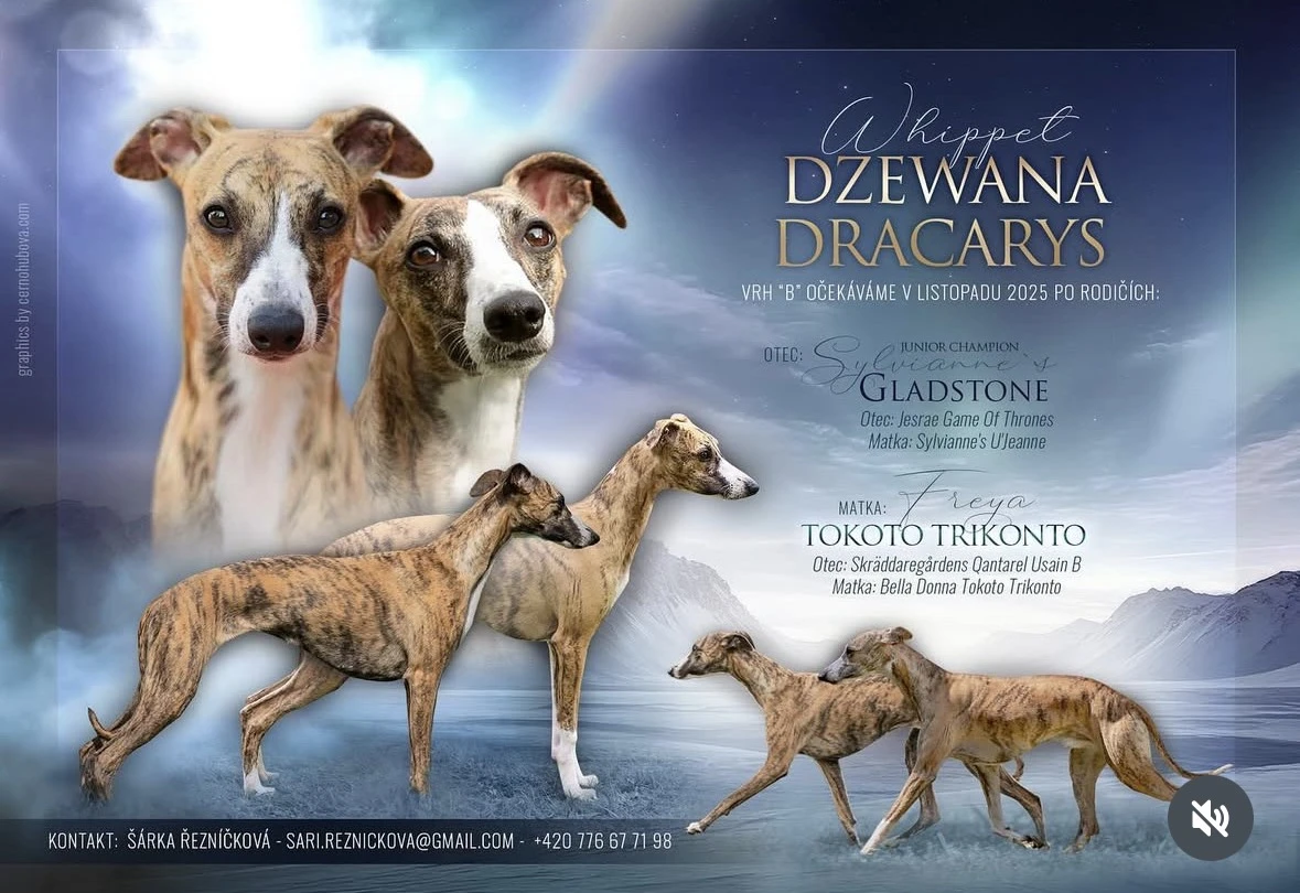 2 whippetí kluci s PP k odběru v lednu 2026