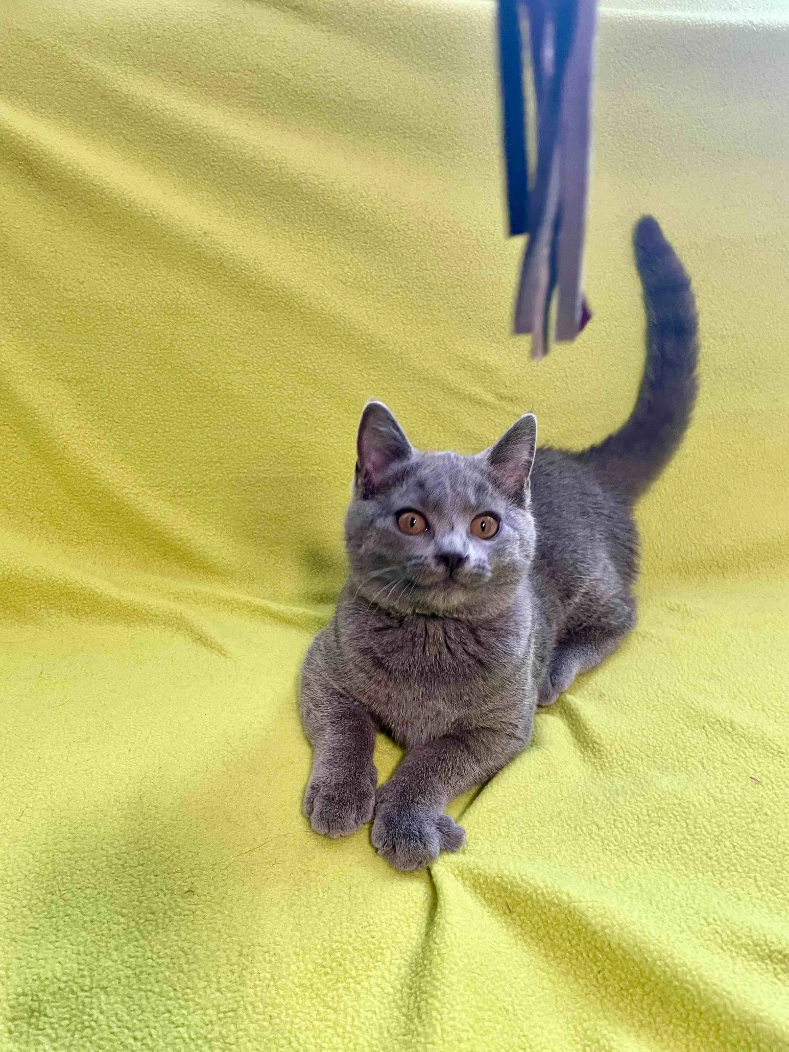 Kartouzská kočka - Kartouzské kotě - kočička